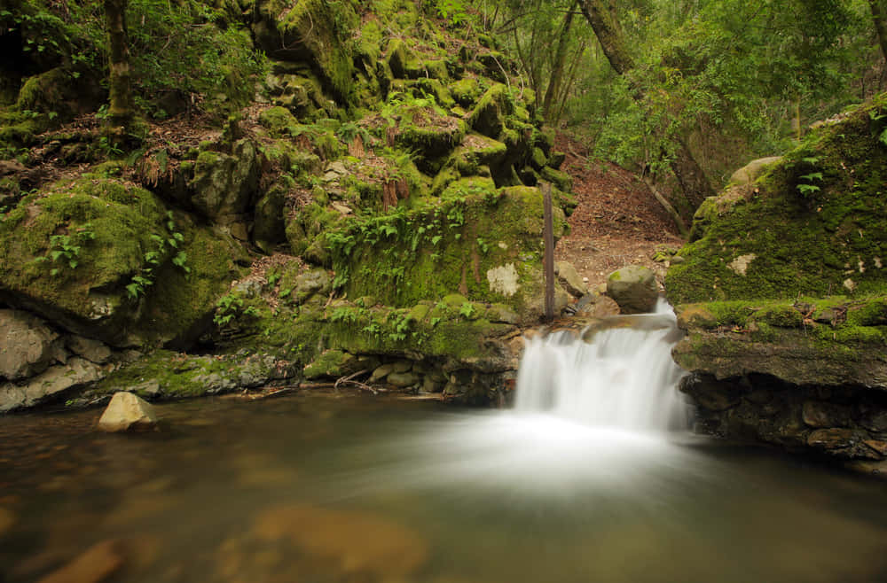 Spring Water, forest waterfall, mossy rocks, SD Desktop Wallpaper