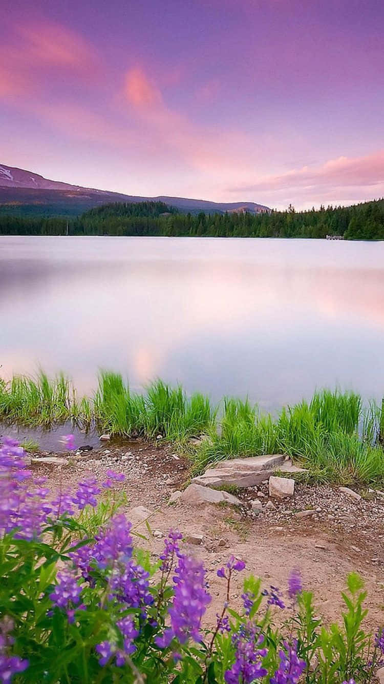 Spring Water, purple wildflowers, pink sunset clouds, HD Phone Wallpaper