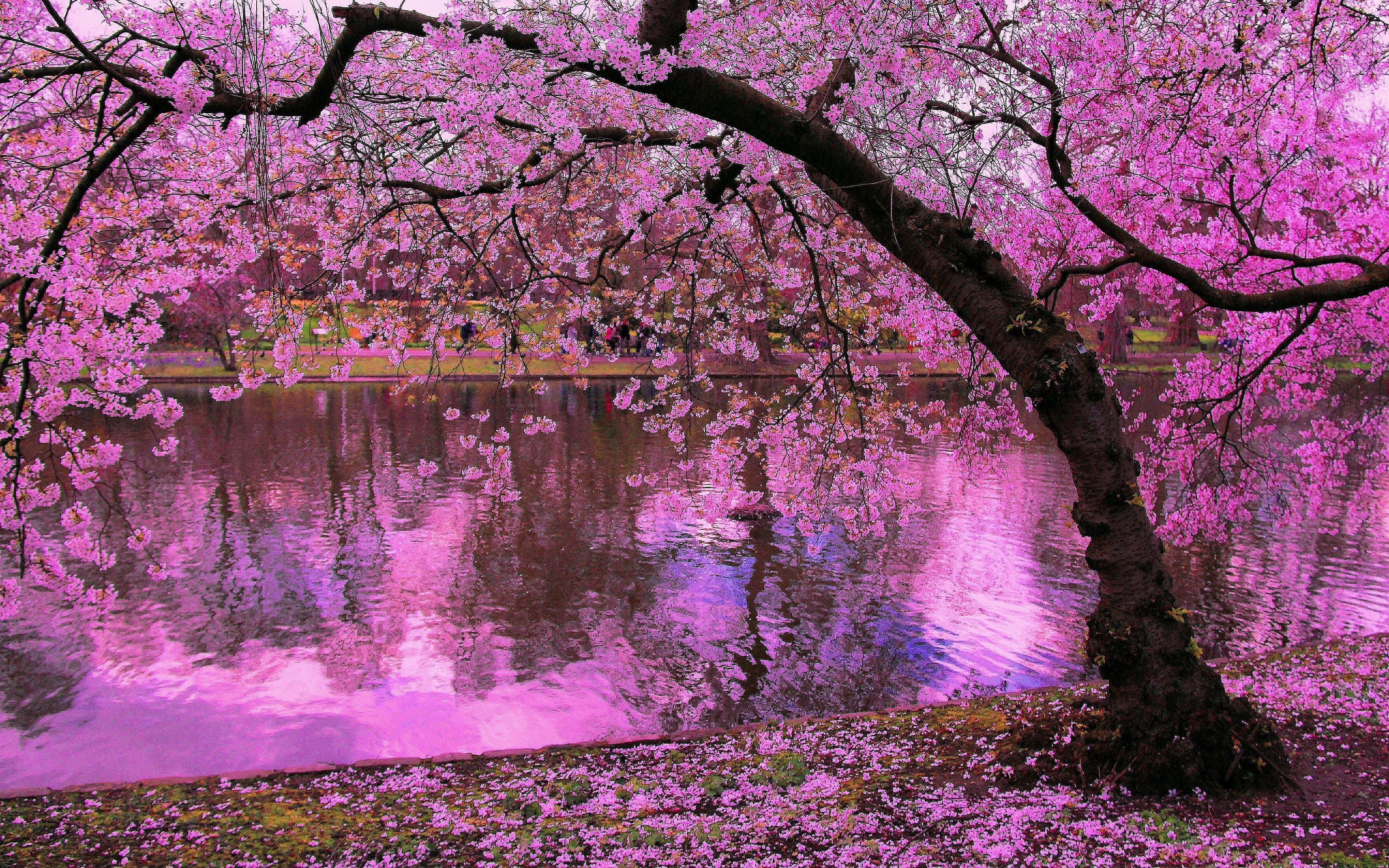 Spring Water, cherry blossom tree, vibrant pink flowers, 2K Desktop Wallpaper