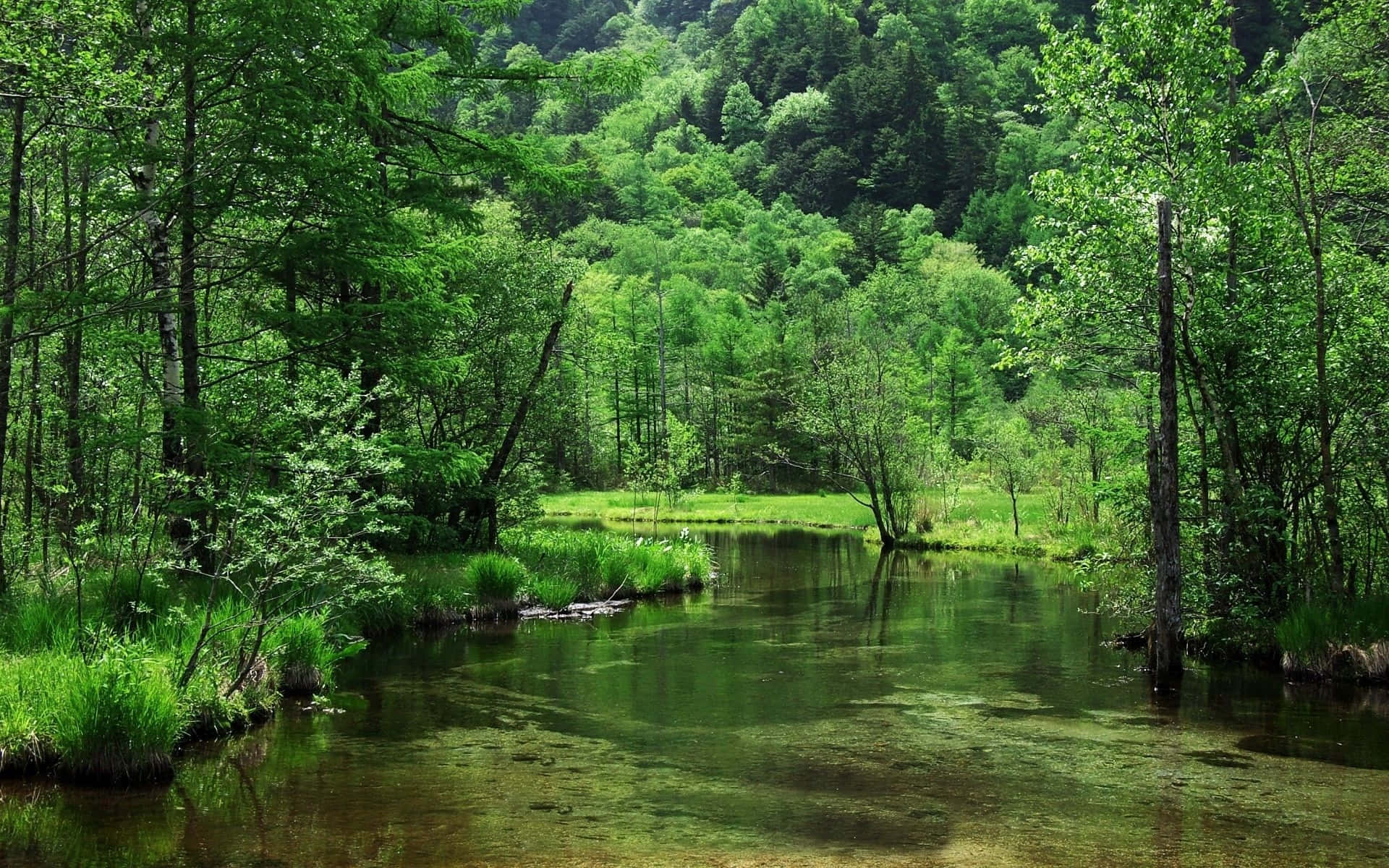 Spring Water, 1920 x 1200, forest stream, Full HD Desktop Wallpaper