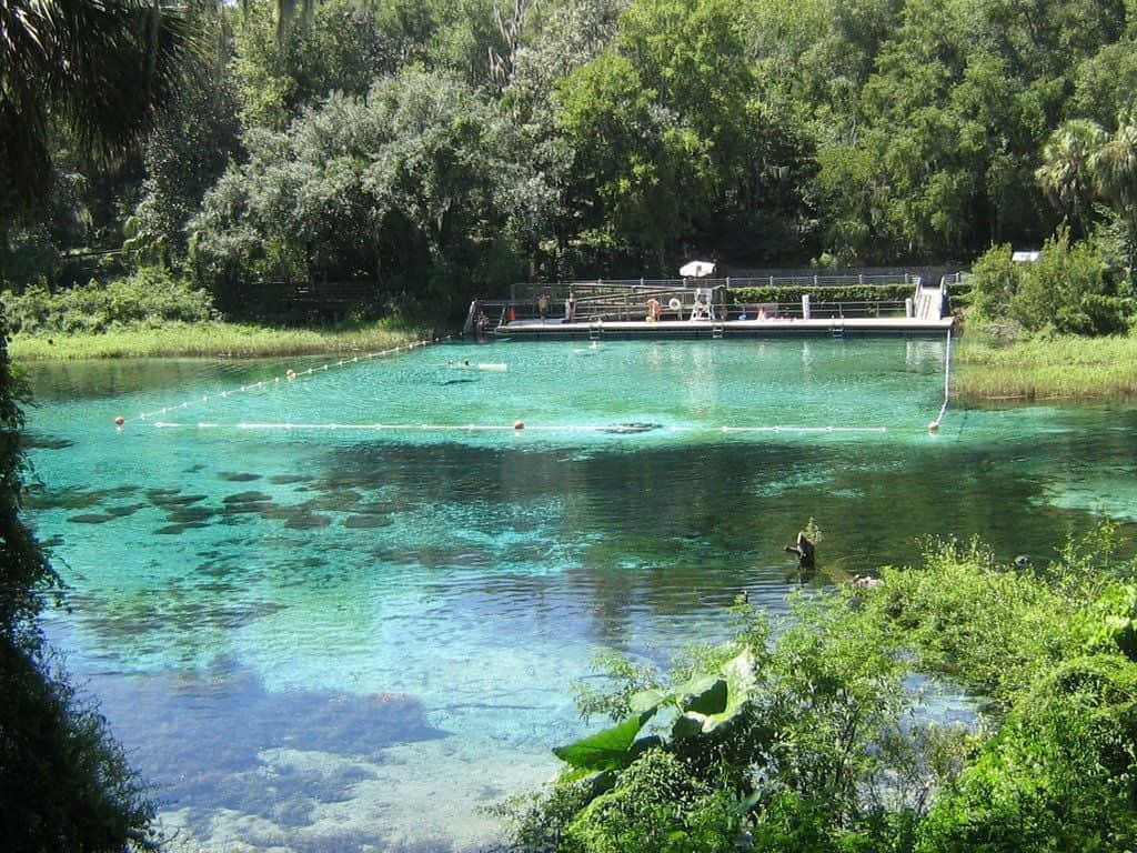 Spring Water, turquoise spring water, lush green trees, SD Desktop Wallpaper