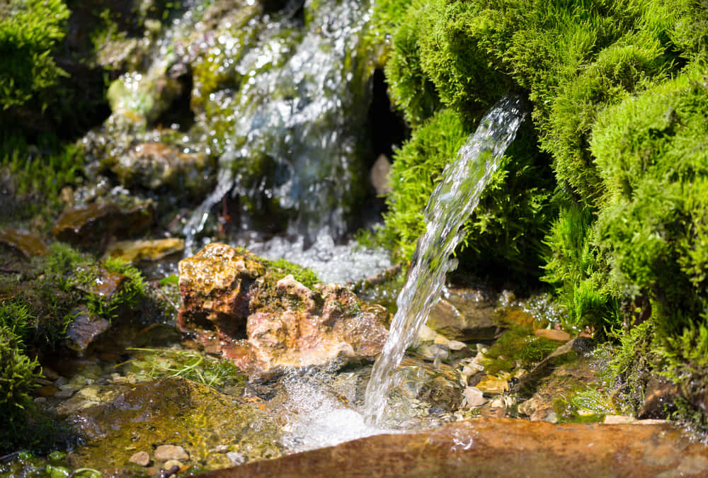 Spring Water, sunlit forest stream, mossy rocks, SD Desktop Wallpaper