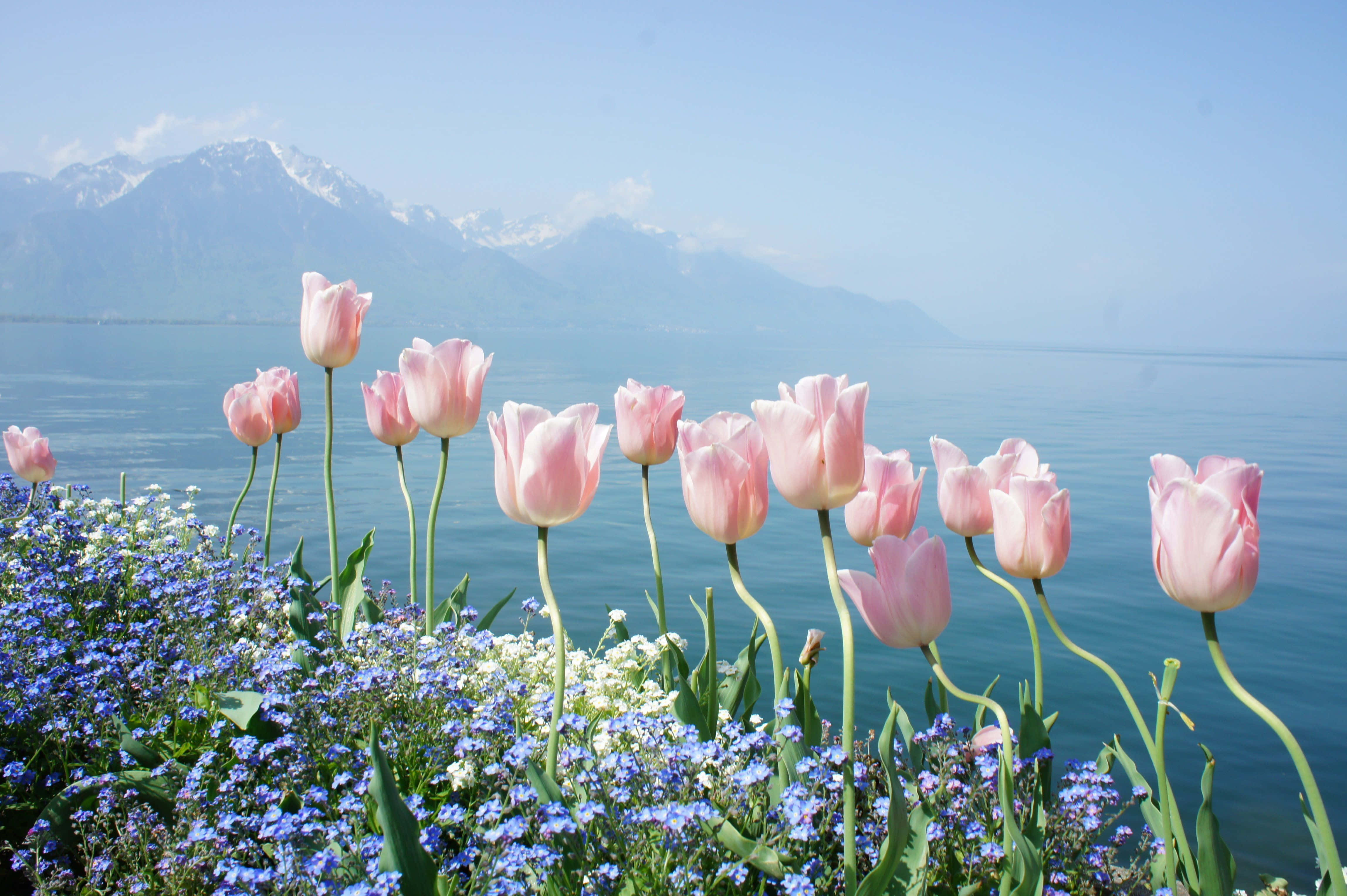 Spring Water, pink tulips, blue forget-me-nots, 4K Desktop Wallpaper
