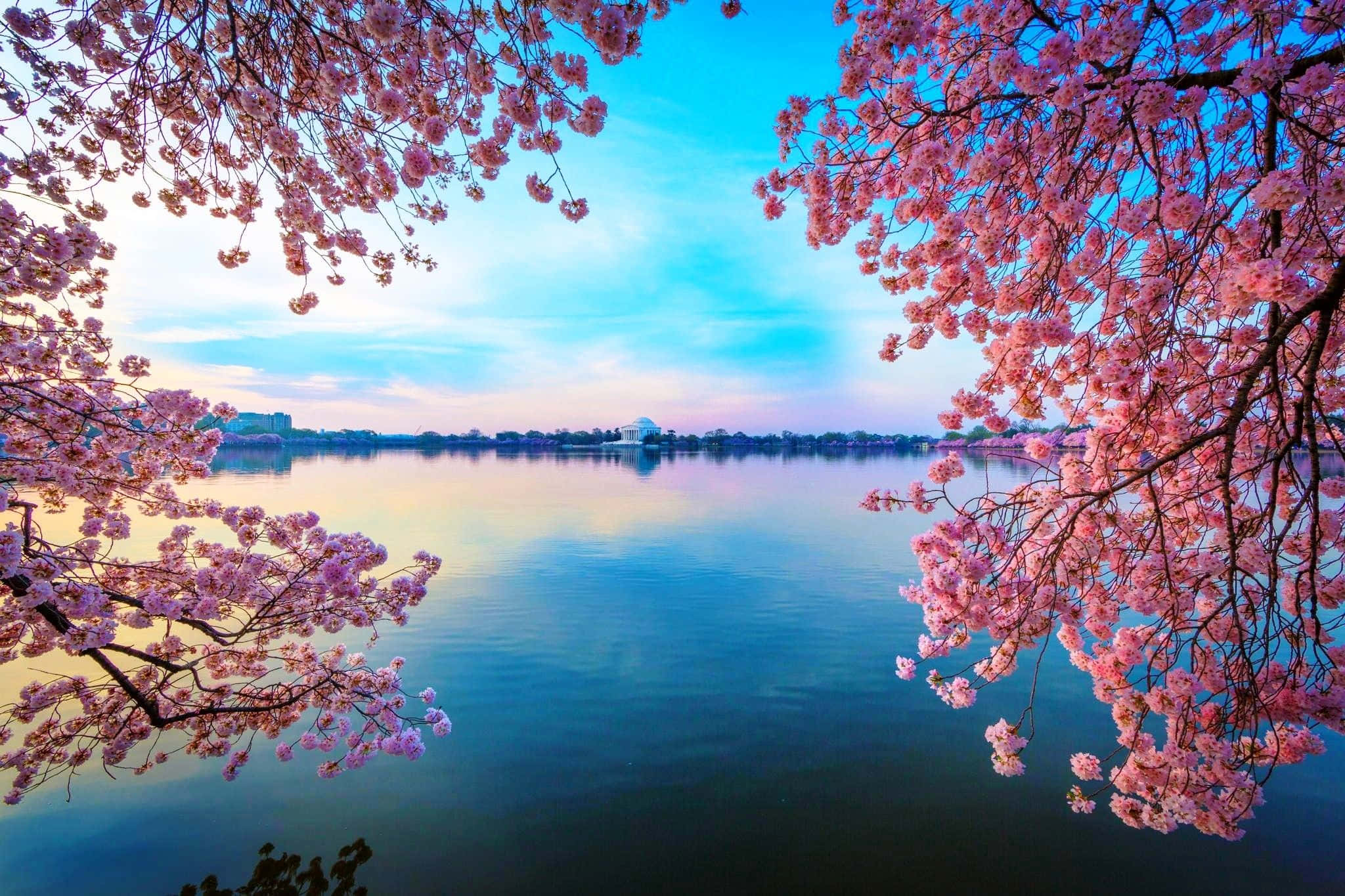 Spring Water 2048 x 1365, crystal clear spring waters, pink cherry blossoms, Full HD Desktop Wallpaper