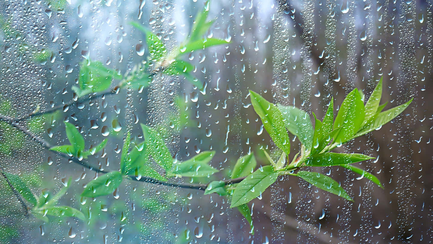 Spring showers, fresh green leaves, rain-speckled window, HD Desktop Wallpaper