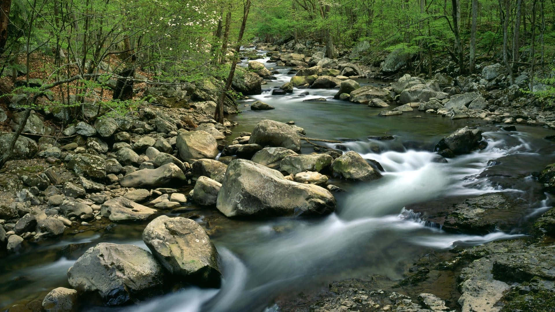 Spring River, 1920 x 1080, forest stream, Full HD Desktop Wallpaper