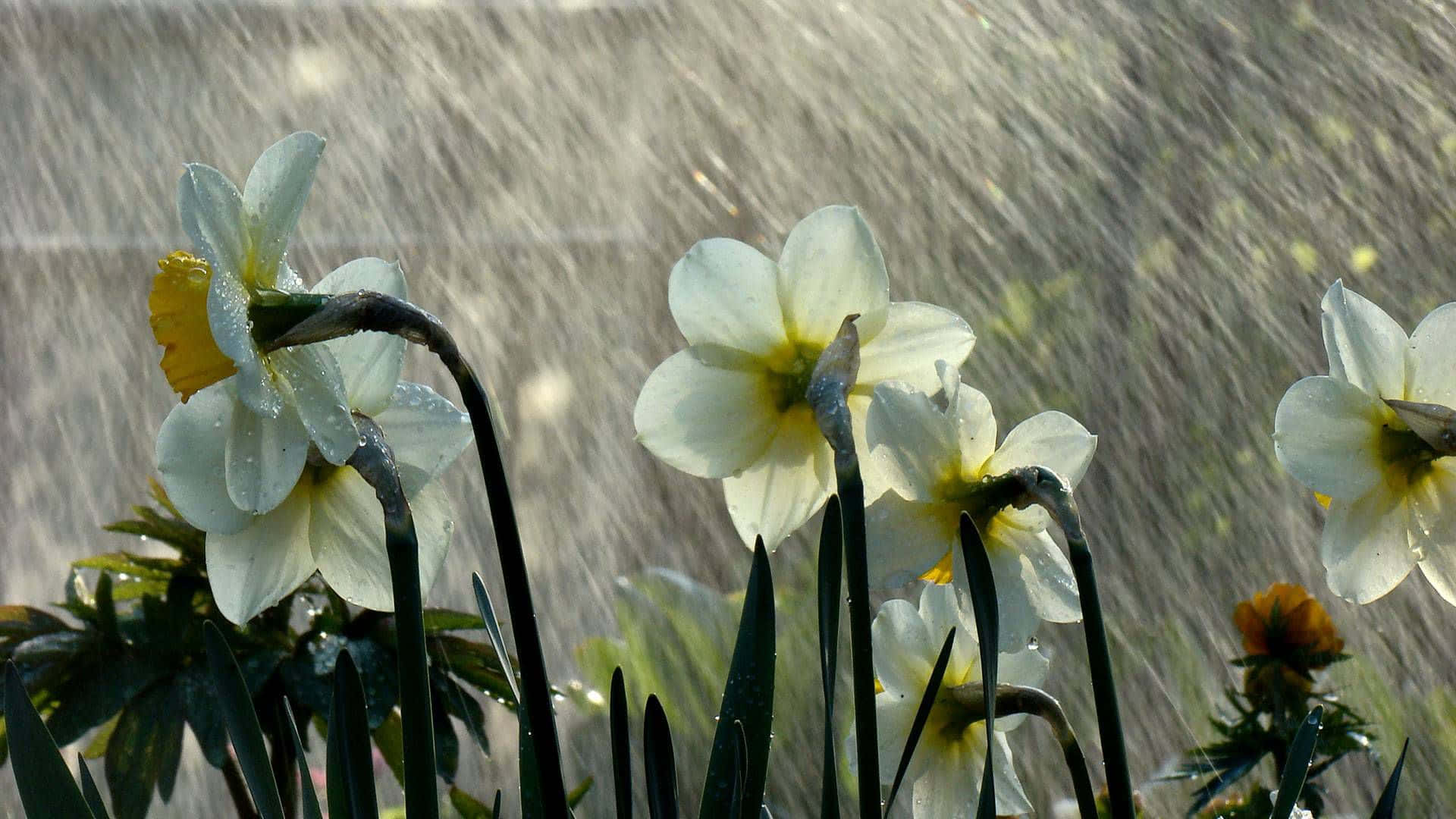 spring showers, 1920 x 1080, white daffodils, Full HD Desktop Wallpaper