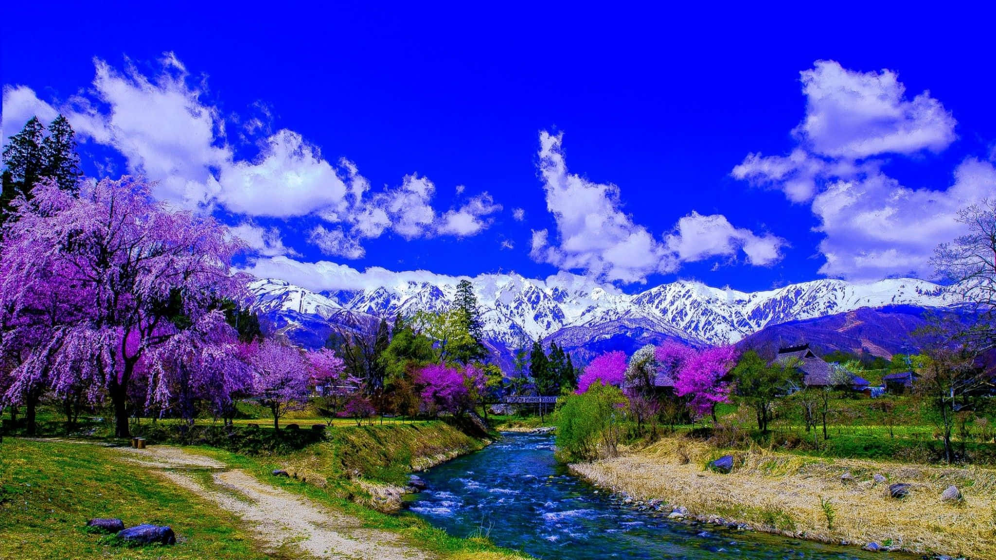 Spring River, vibrant purple cherry blossoms, winding river, Full HD Desktop Wallpaper