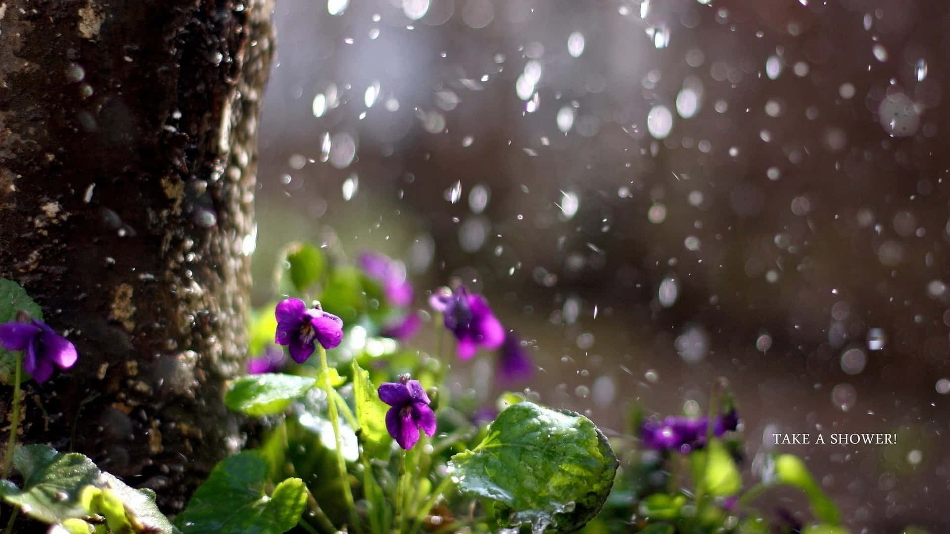 Spring Shower, vibrant purple violets, tree, Full HD Desktop Wallpaper