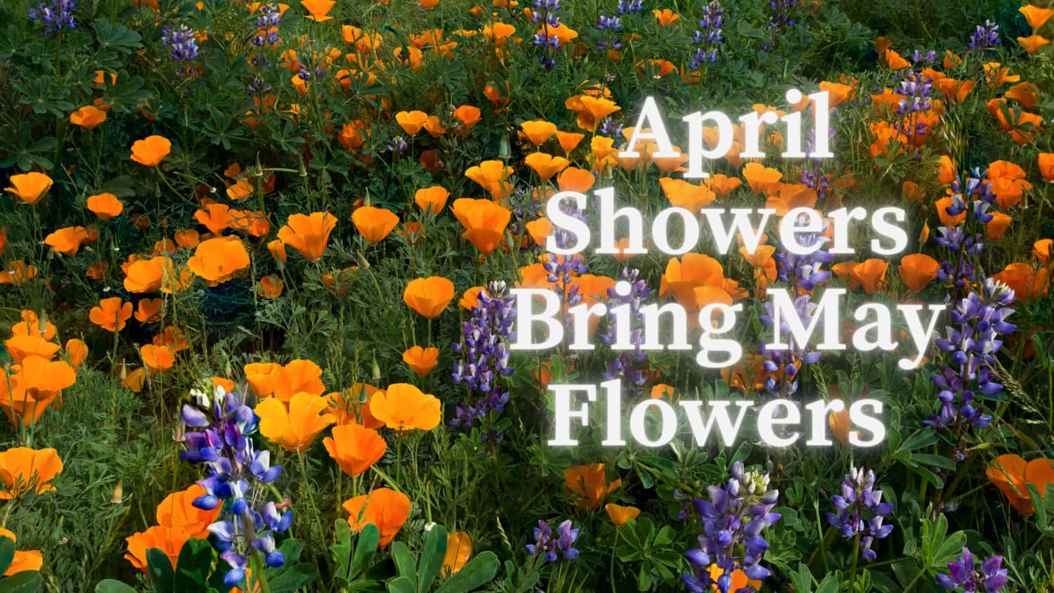 spring showers, vibrant orange poppies, purple lupines, HD Desktop Wallpaper