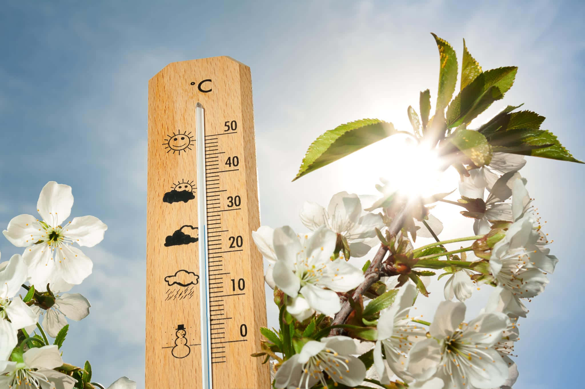 Spring Weather, wooden thermometer, white cherry blossoms, Full HD Desktop Wallpaper
