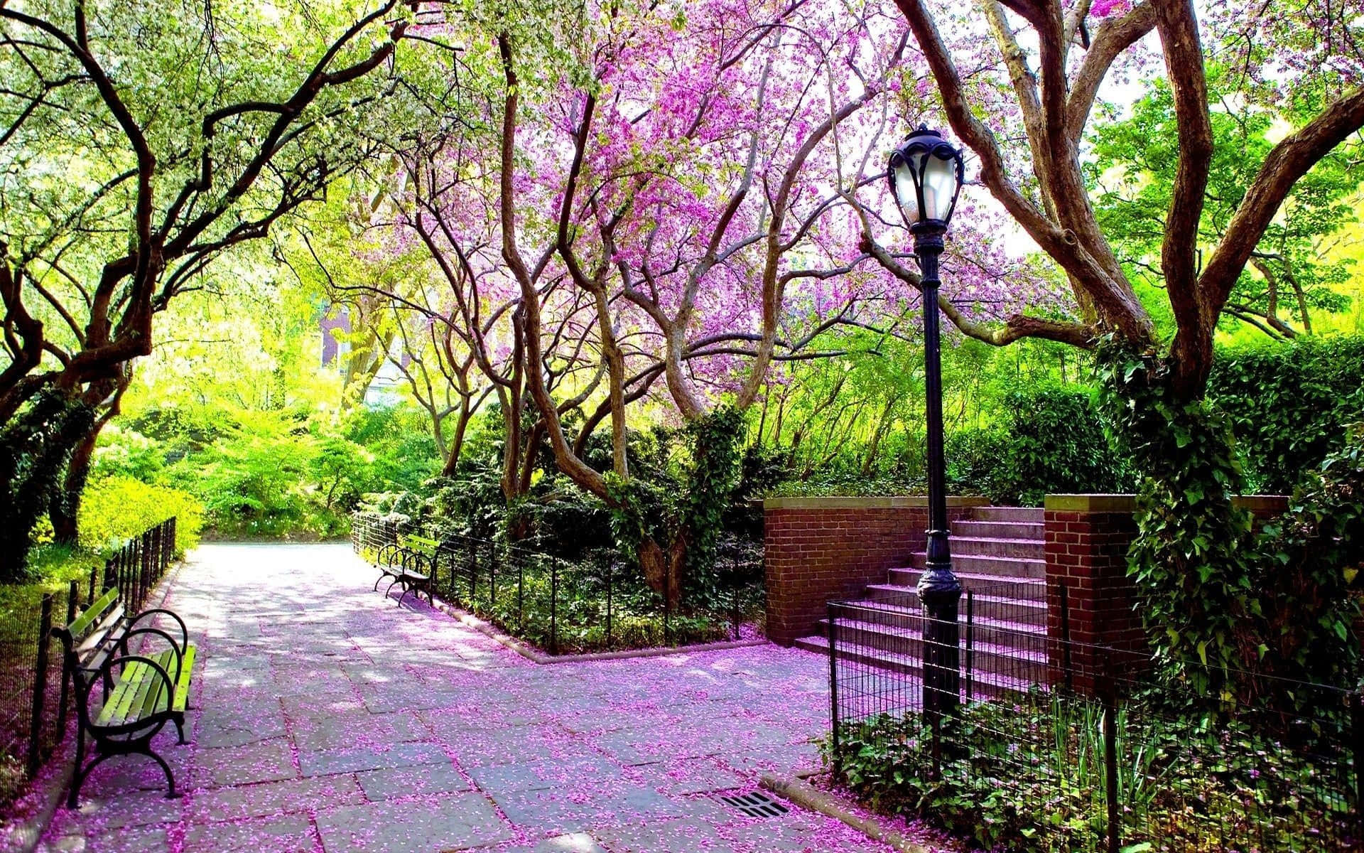 spring weather, 1920 x 1200, blossoming spring garden, Full HD Desktop Wallpaper