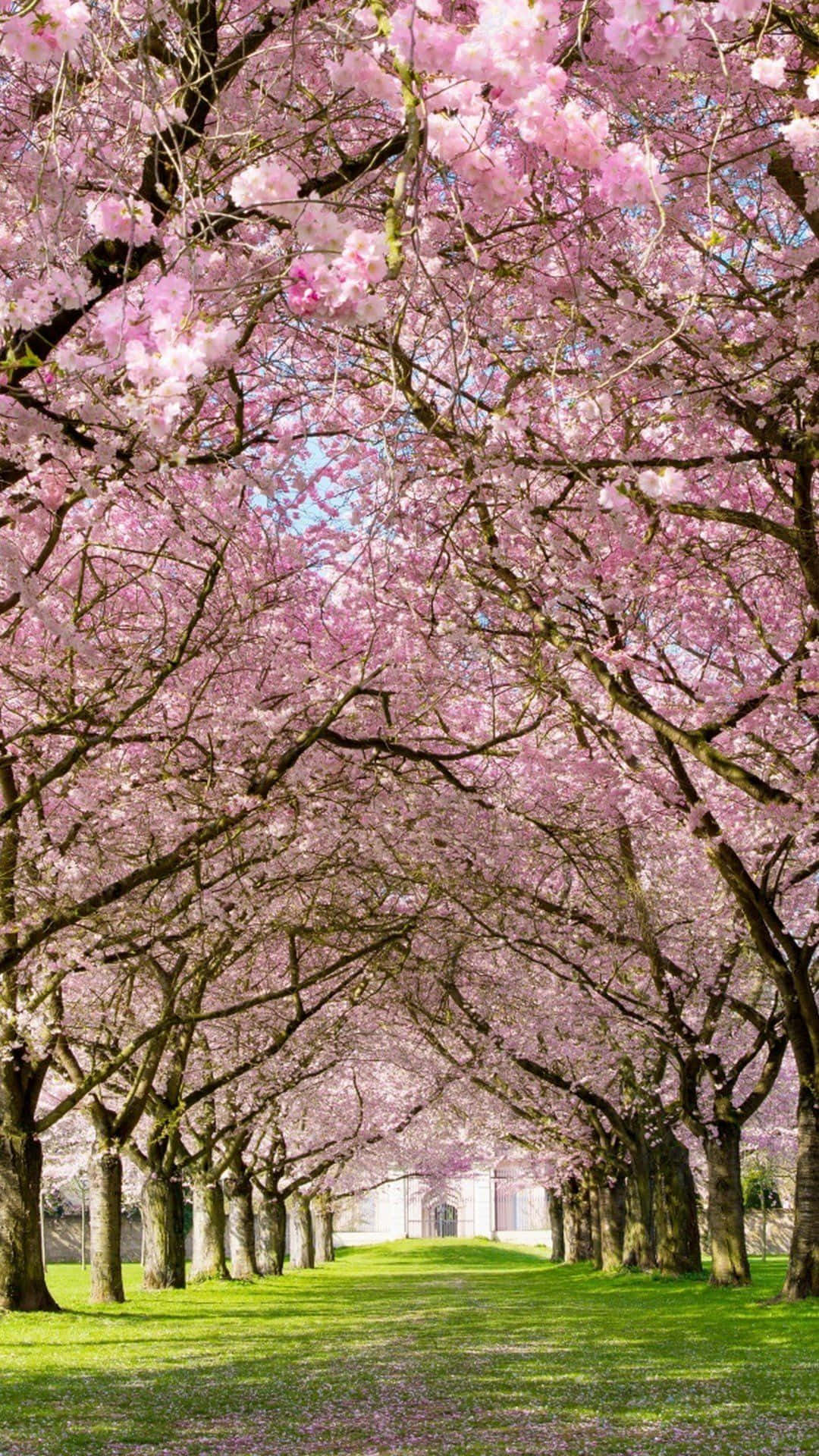 spring weather, 1080 x 1920 wallpaper, sunlit pathway, Full HD Phone Wallpaper