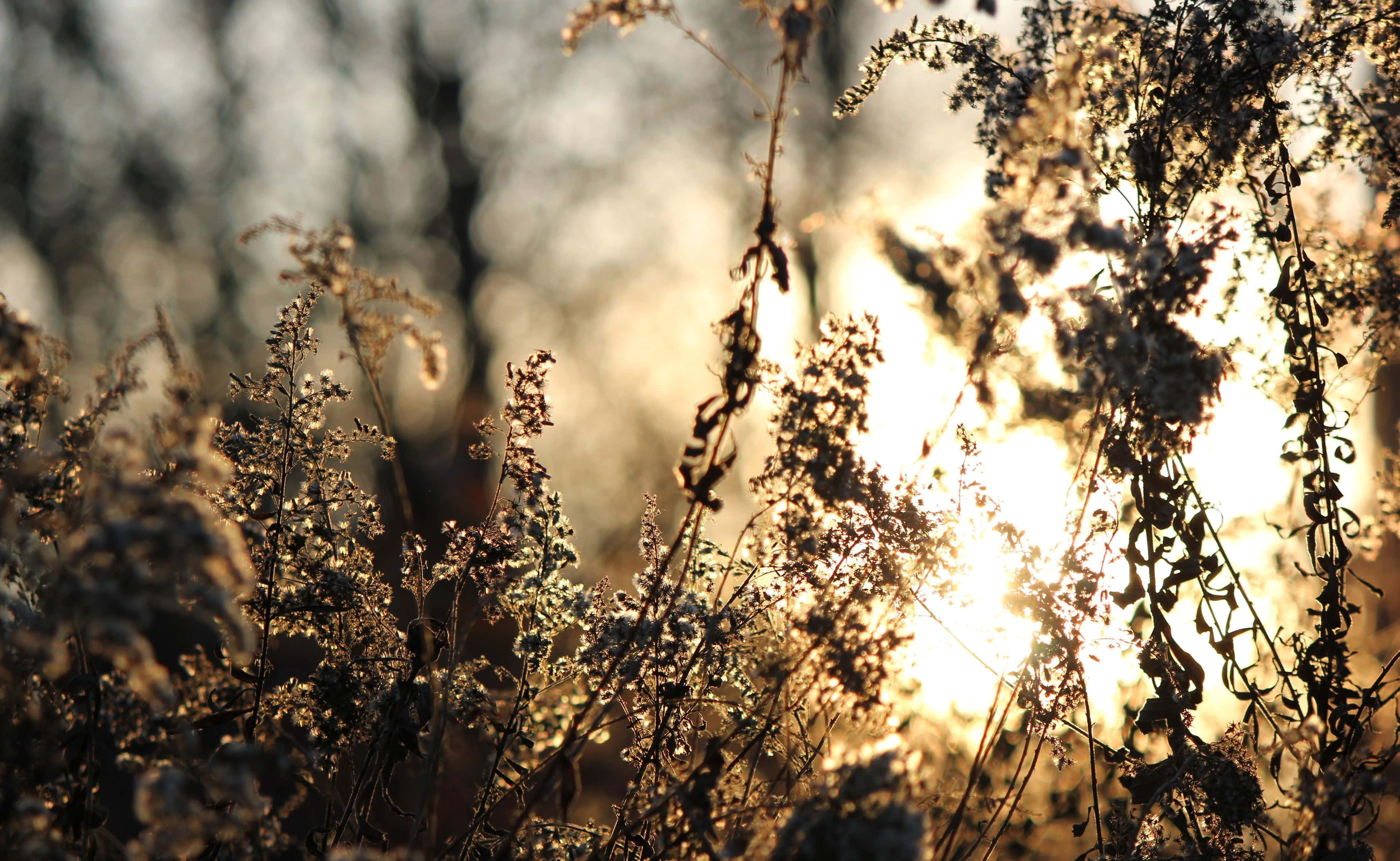 Spring in Full Bloom, golden sunlight, delicate dried grasses, 2K Desktop Wallpaper