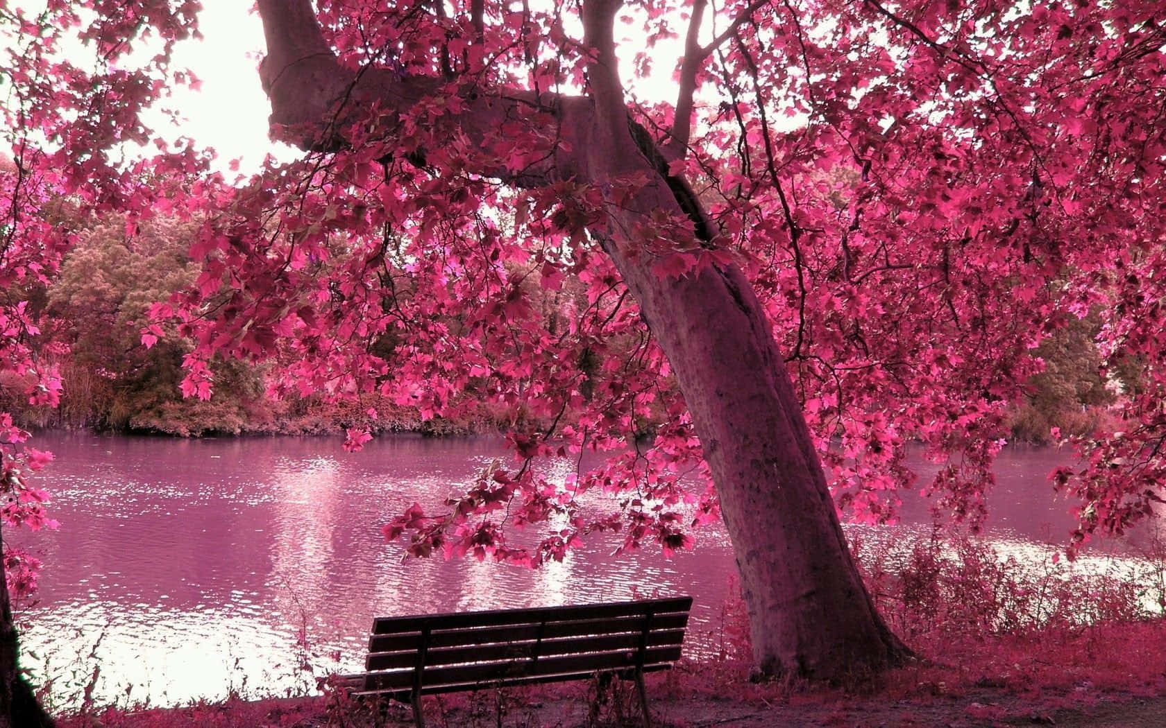 Spring Weather, wooden bench, tree with vibrant pink leaves, HD Desktop Wallpaper