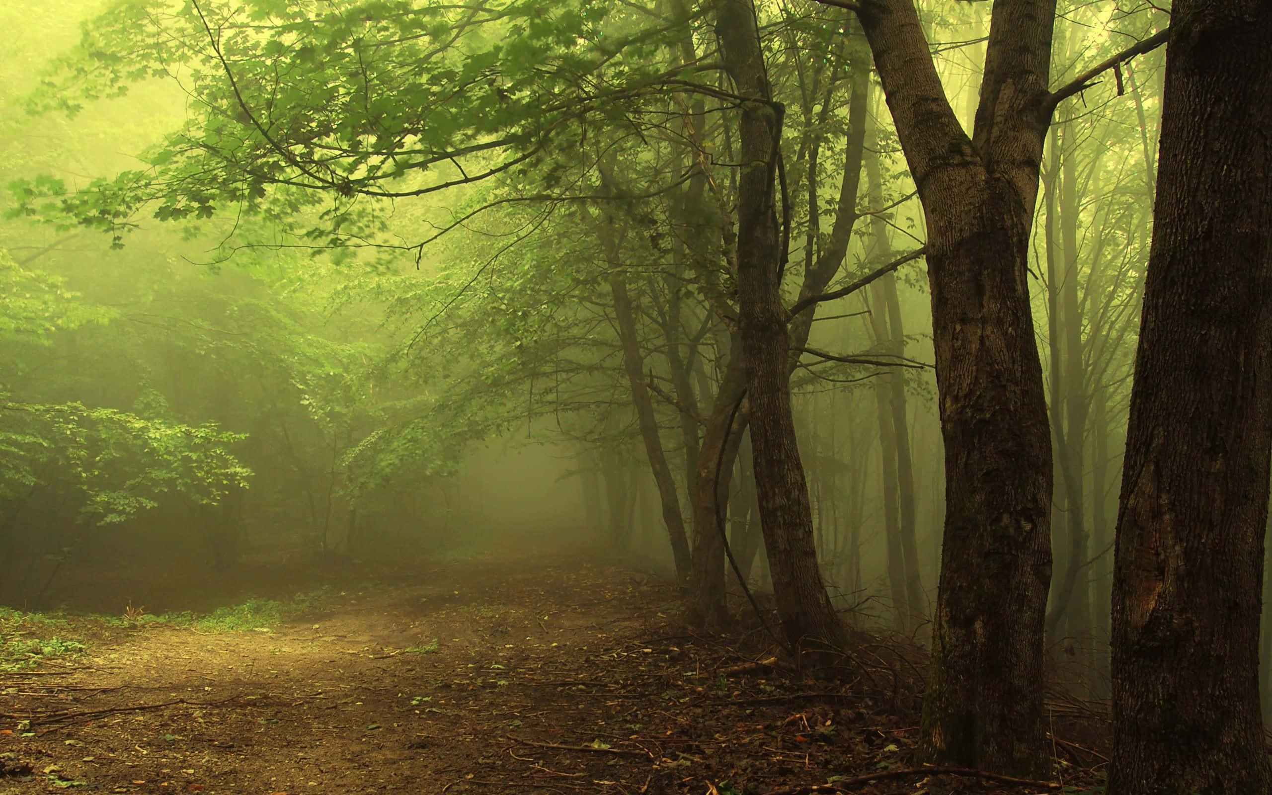 misty forest path, tall trees, sunlight filtering through green leaves, 2K Desktop Wallpaper