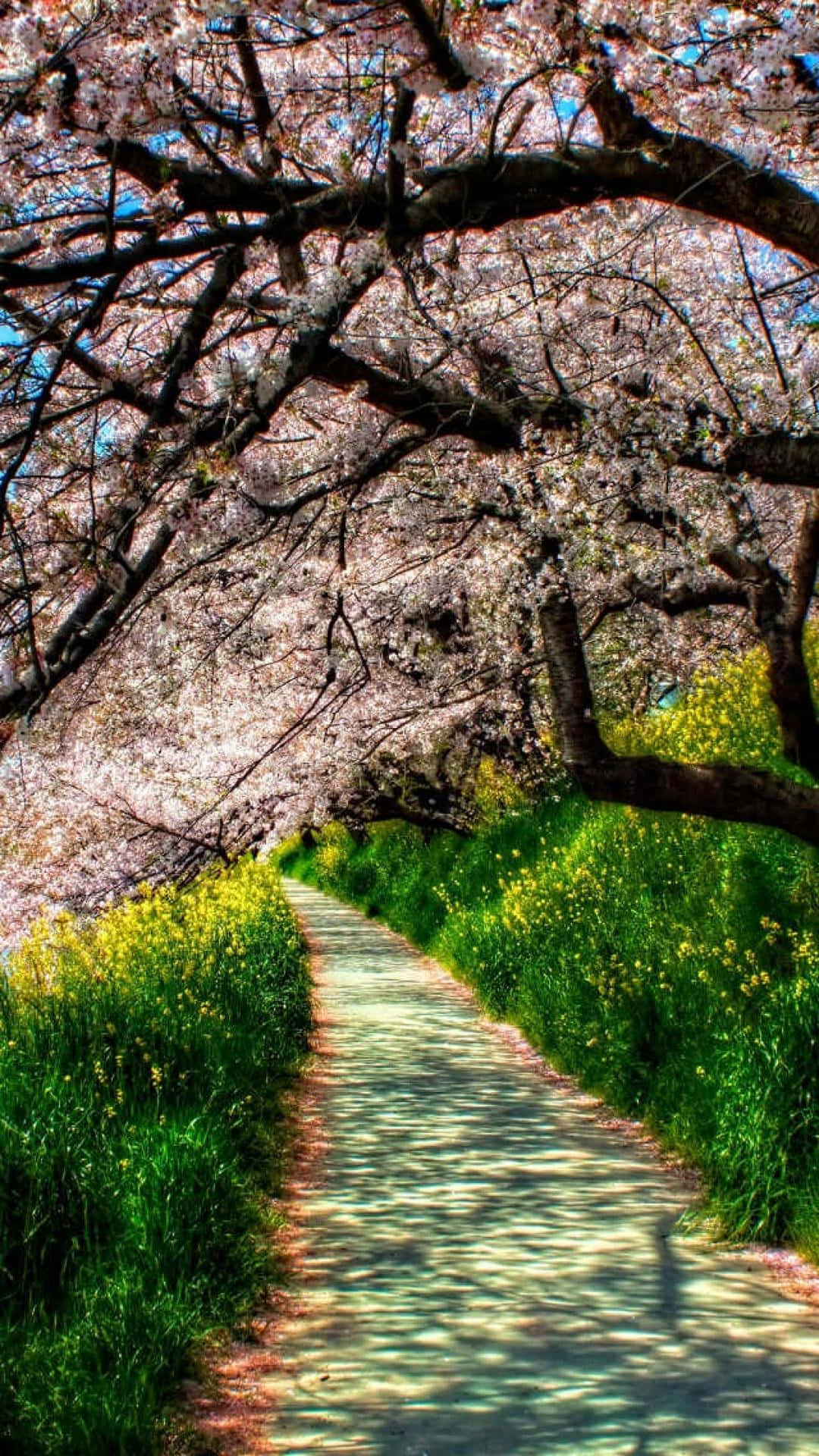 spring weather, cherry blossoms, vibrant green grass, Full HD Phone Wallpaper