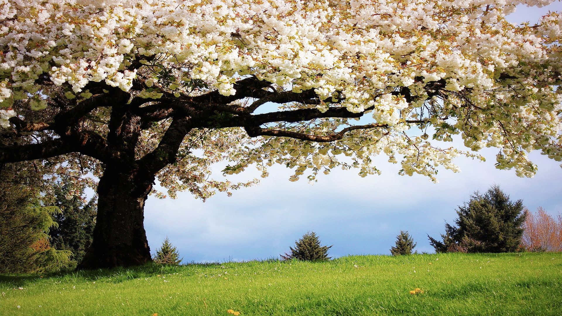 cherry blossom tree, white flowers, vibrant green lawn, Full HD Desktop Wallpaper