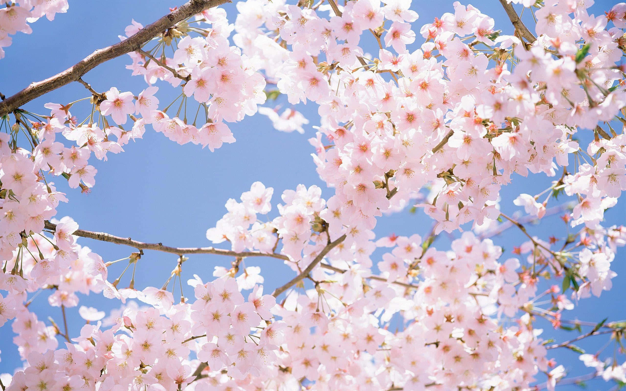 blooming trees, pink cherry blossoms, clear blue sky, 2K Desktop Wallpaper