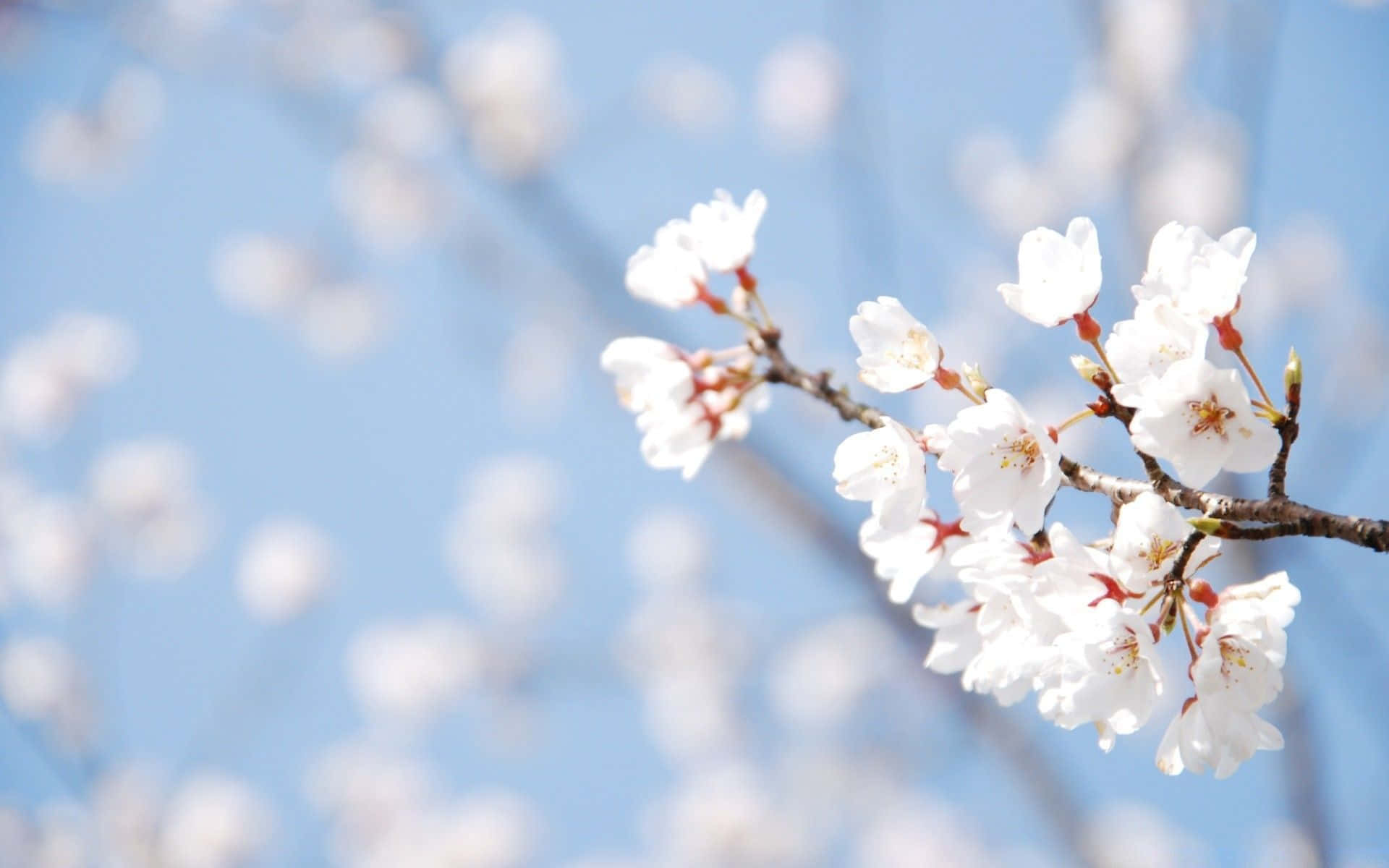 spring weather, white cherry blossoms, green grass, Full HD Desktop Wallpaper