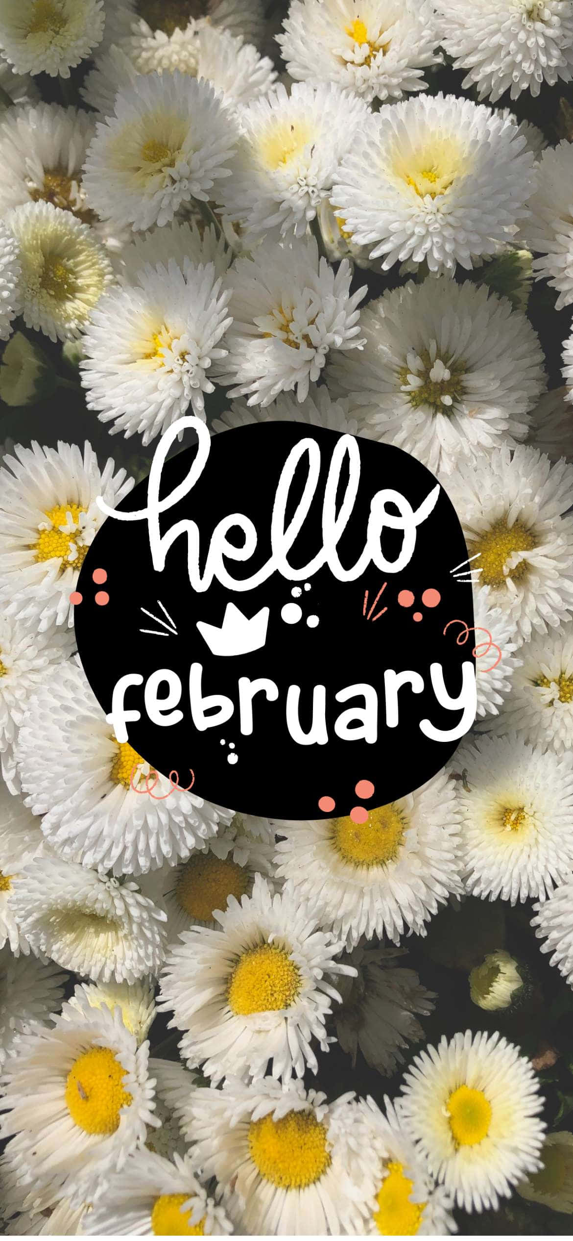 hello february, white daisies, yellow centers, Full HD Phone Wallpaper