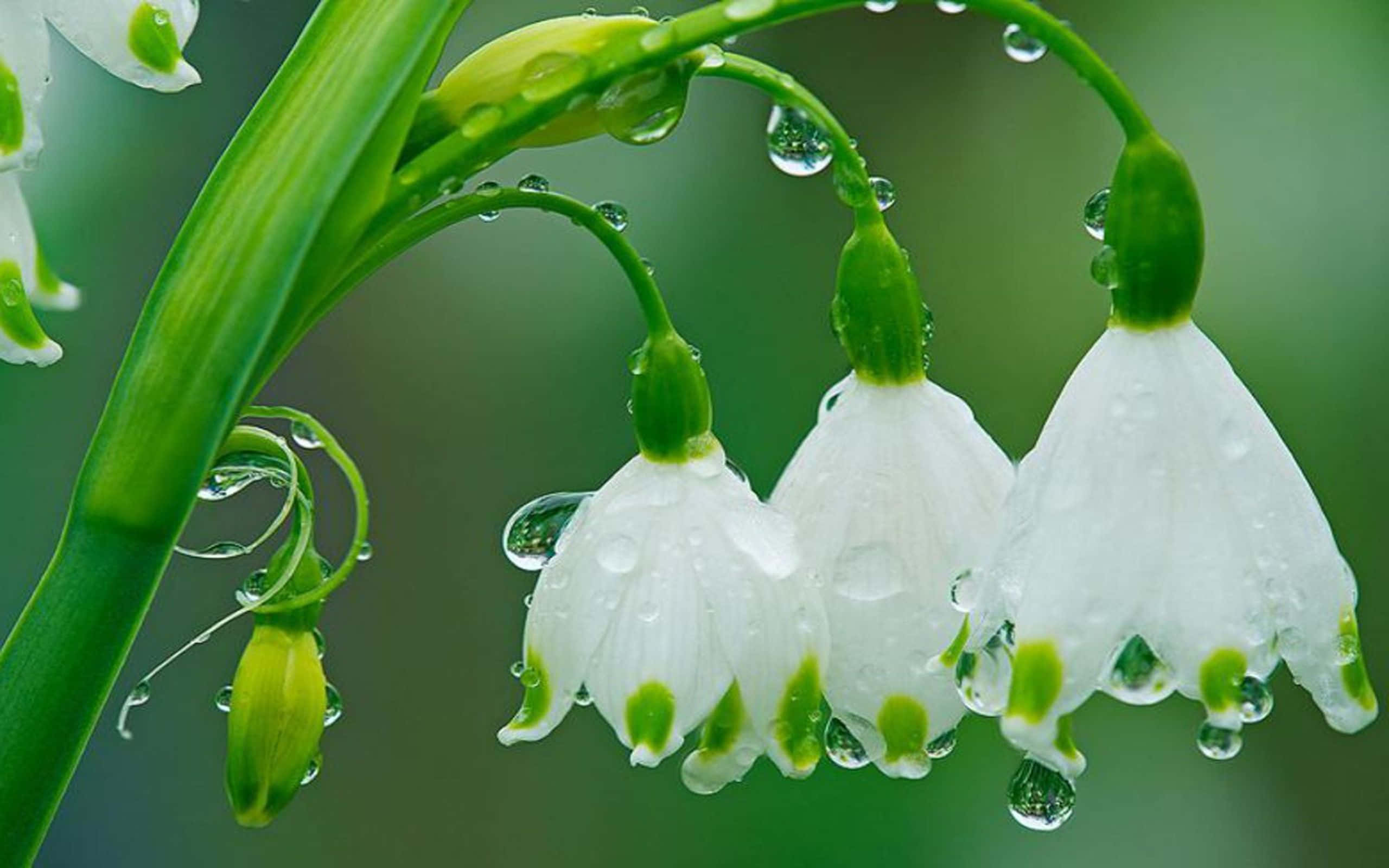 Spring Weather, white bell-shaped flowers, dewdrops, 2K Desktop Wallpaper
