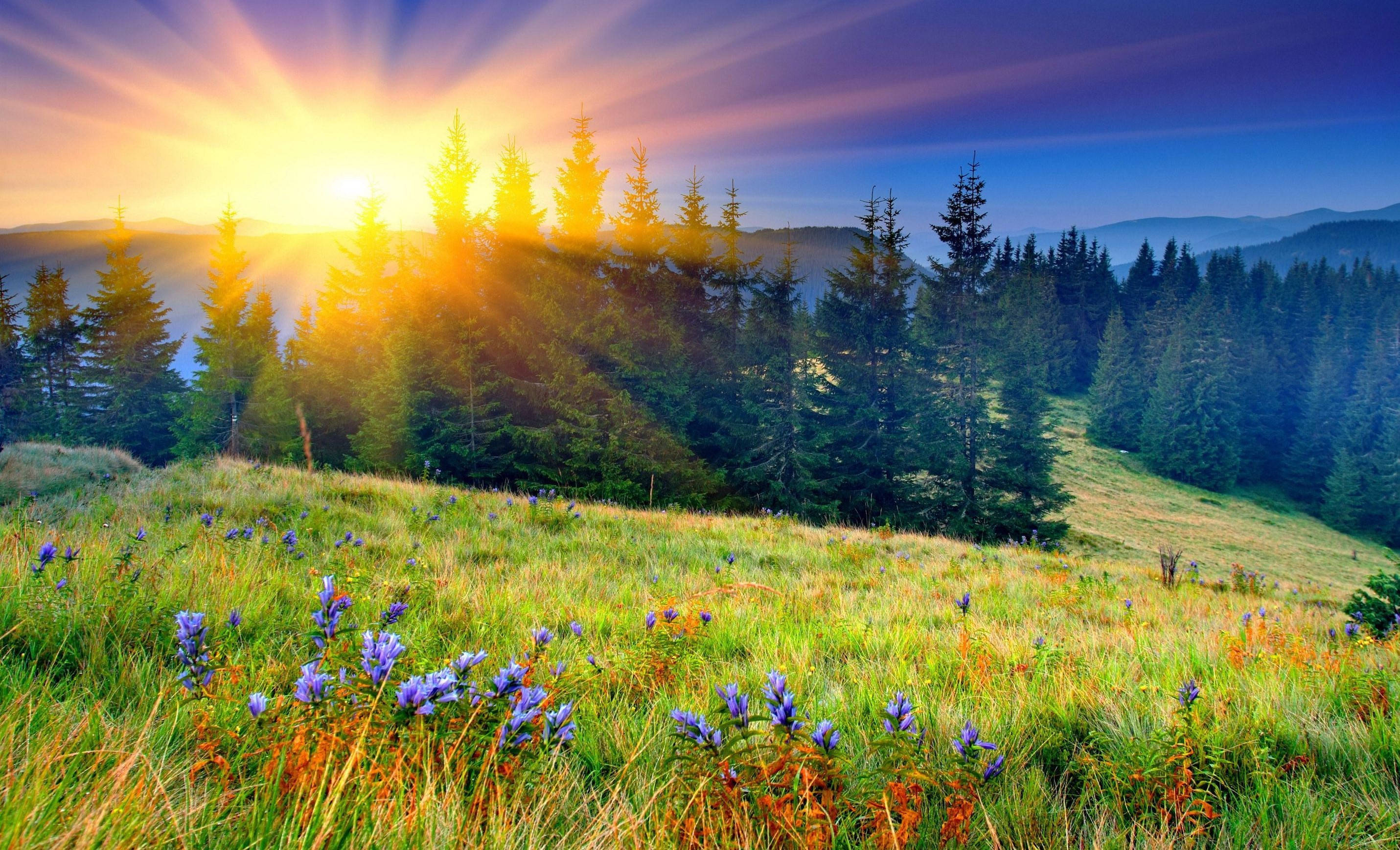 spring season, sunrise, pine trees, 2K Desktop Wallpaper