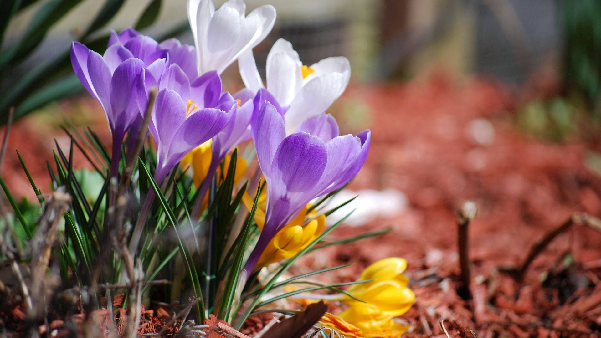 lavender crocuses, spring, purple crocuses, Full HD Desktop Wallpaper