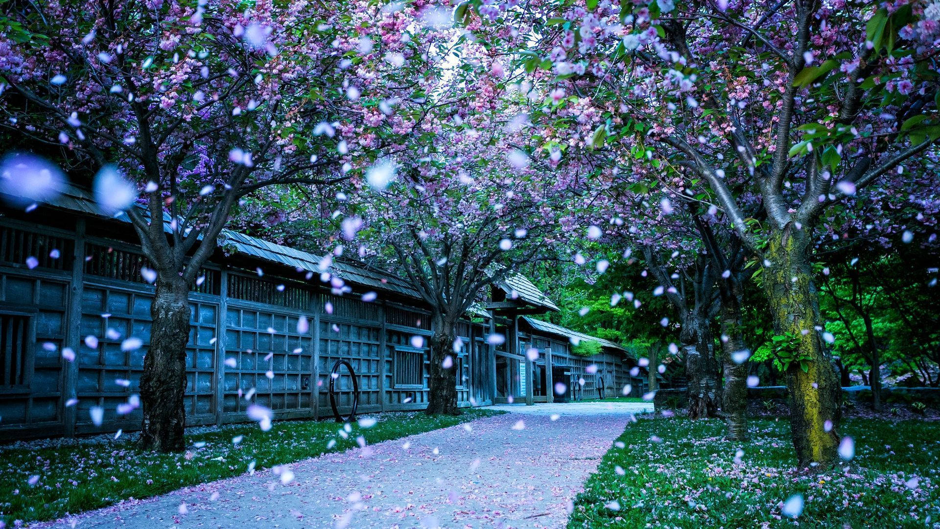 cherry trees, falling pink petals, traditional wooden building complex, Full HD Desktop Wallpaper