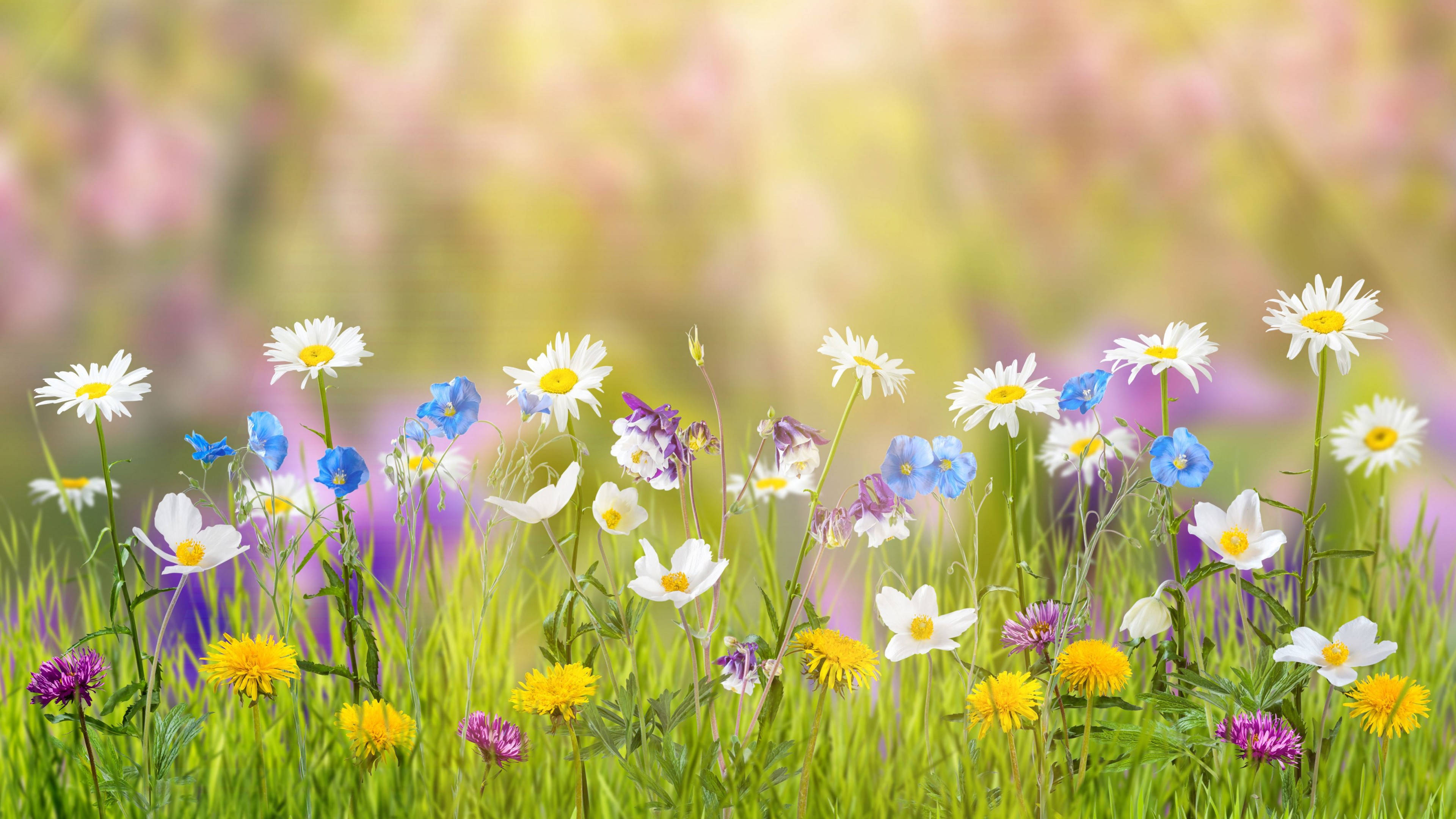 white daisies, blue forget-me-nots, yellow dandelions, 4K Desktop Wallpaper