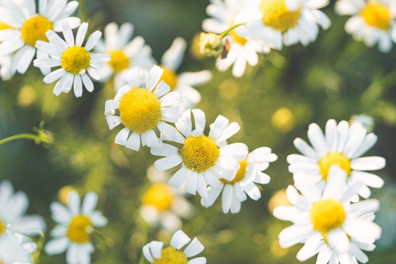 daisies, yellow centers, lush green meadow, HD Desktop Wallpaper