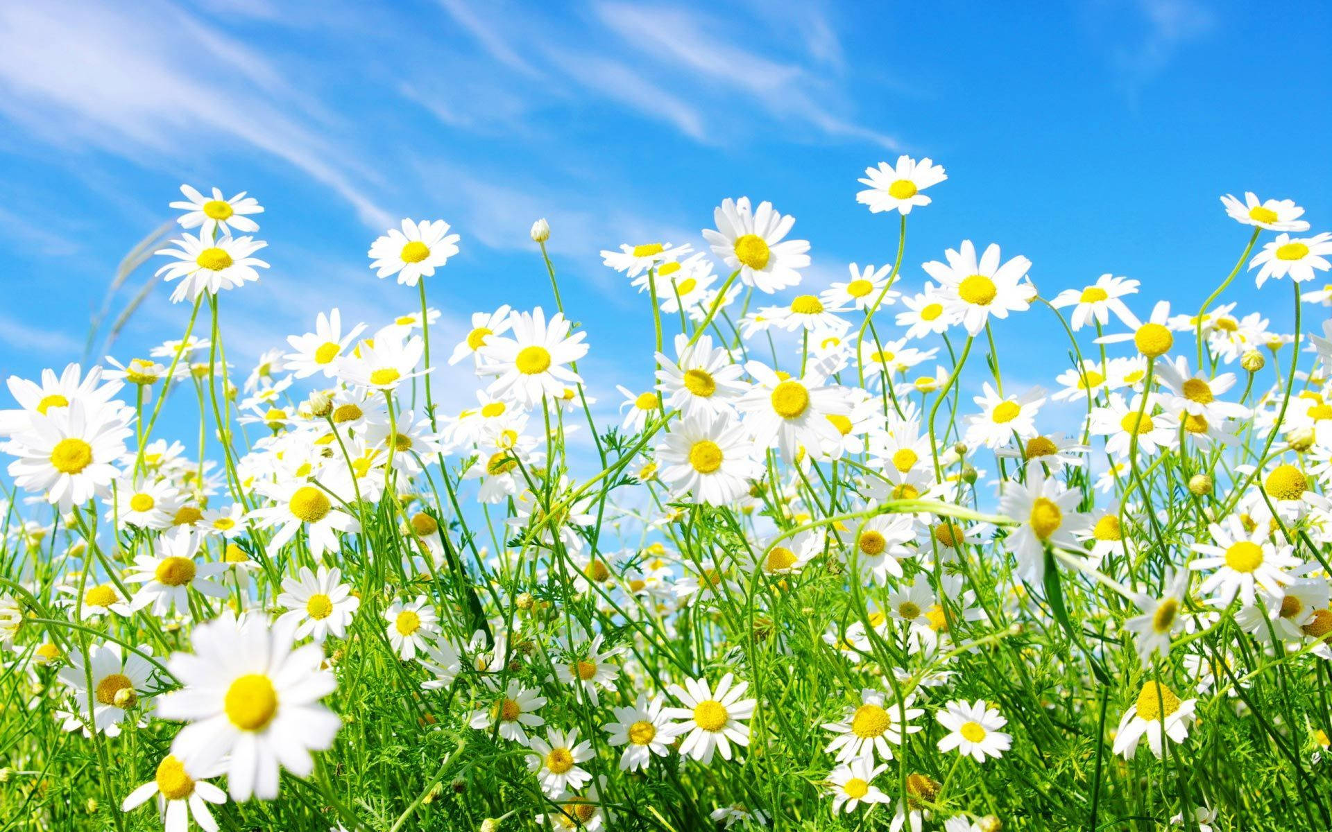 Spring Daisies, white daisies, yellow centers, Full HD Desktop Wallpaper