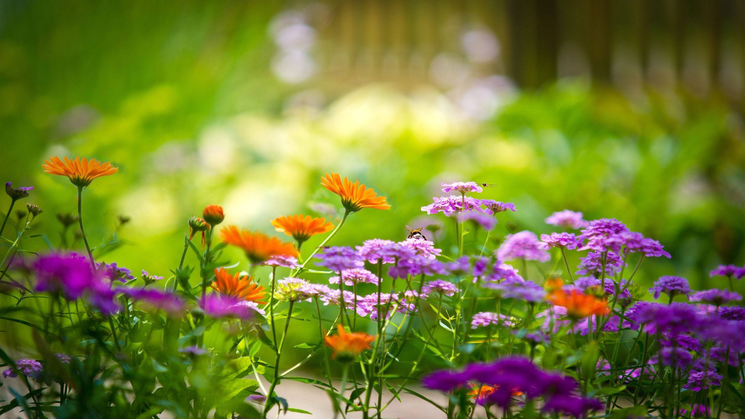 Spring, orange, violet, 2K Desktop Wallpaper