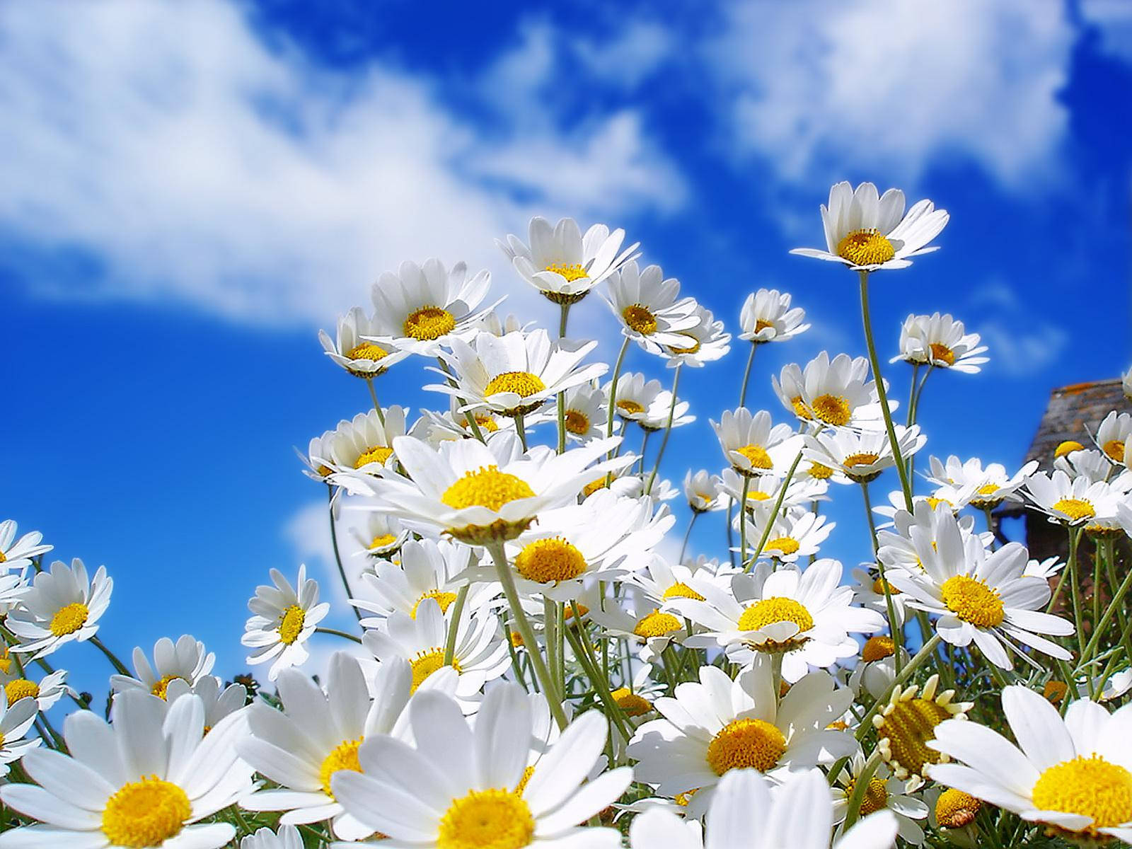 daisies, spring flowers, white daisies, HD Desktop Wallpaper
