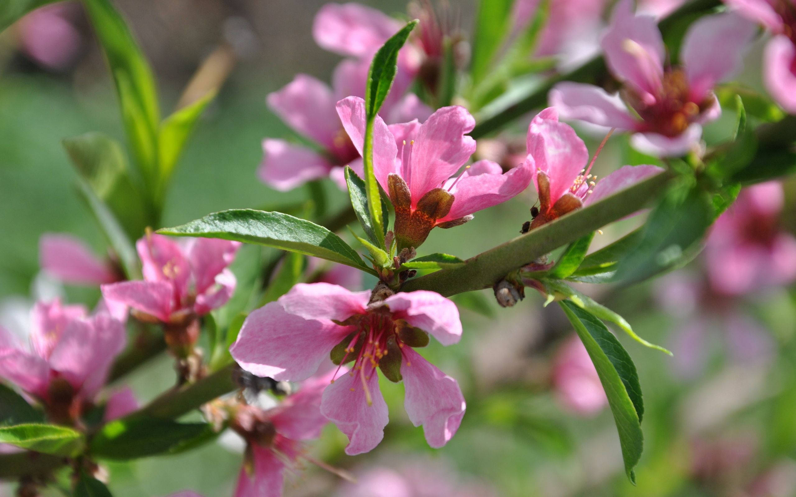 spring, pink blossoms, peach blossoms, 2K Desktop Wallpaper