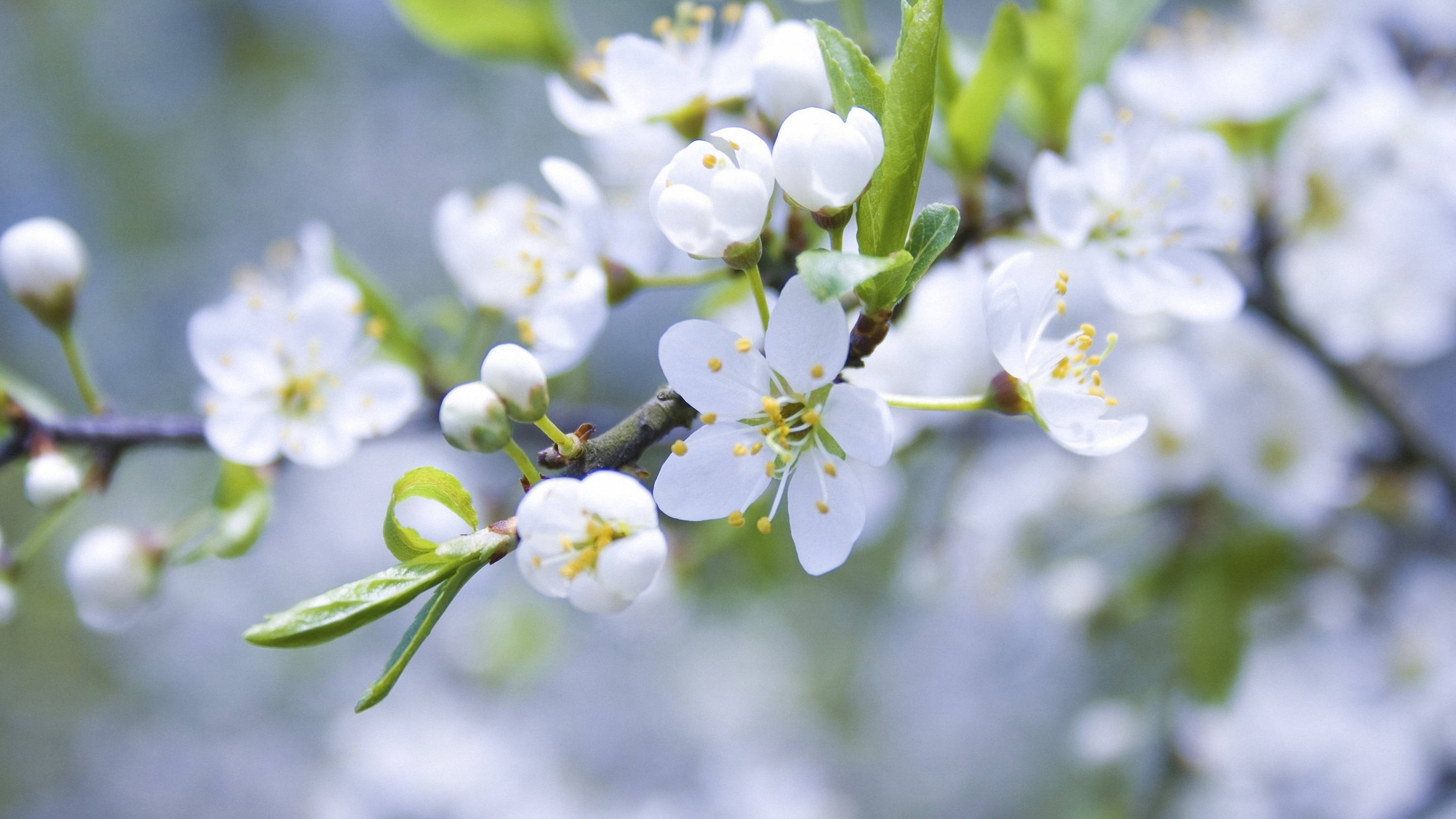 white spring flower, yellow stamens, fresh green leaves, 2K Desktop Wallpaper