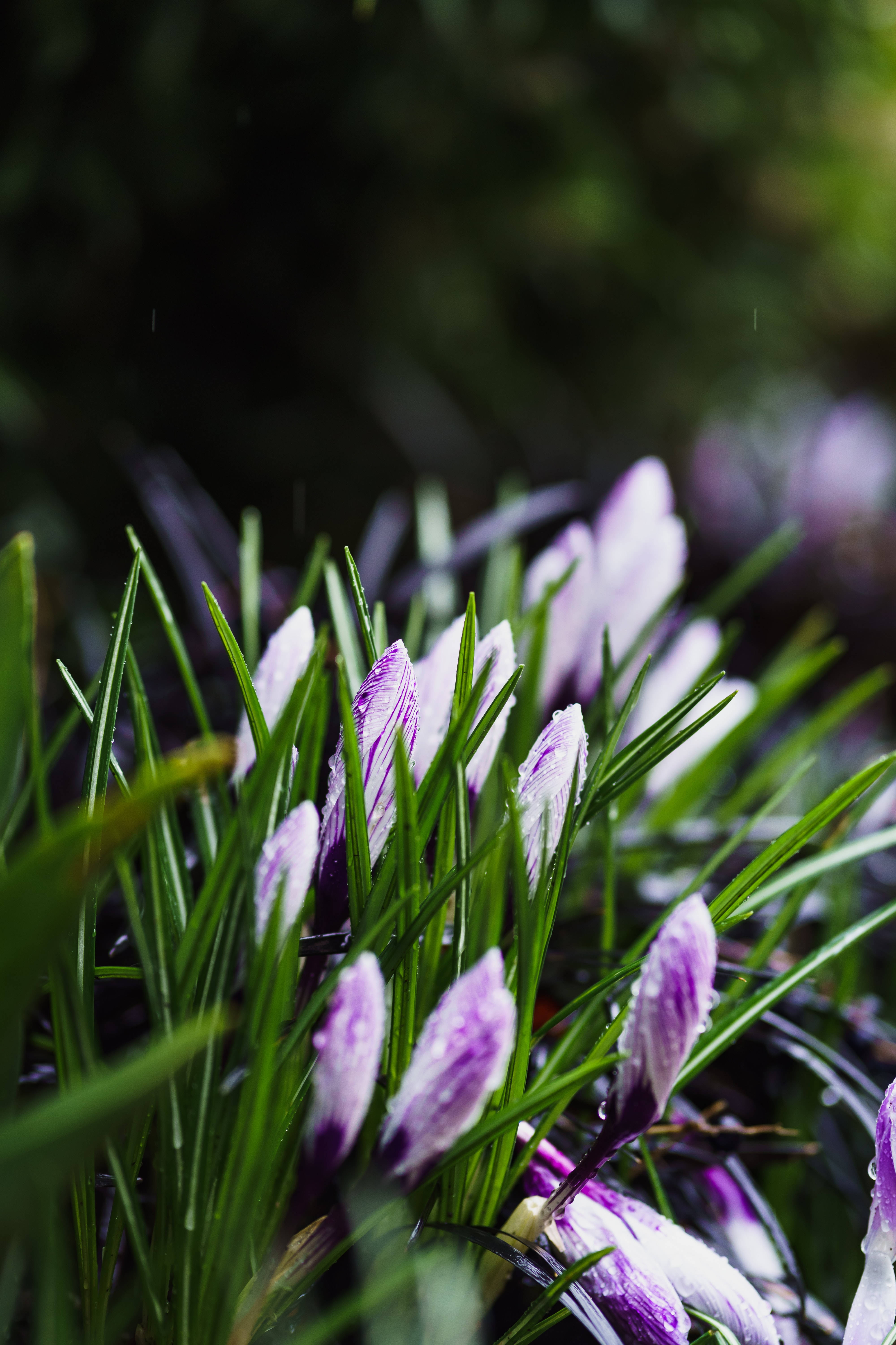 purple crocus flowers, water droplets, vibrant green grass blades, 5K Phone Wallpaper