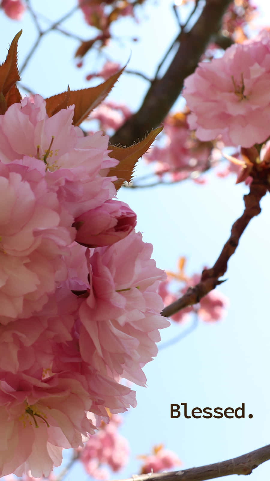 blessed pink blossoms, soft pink cherry blossoms, clear blue sky, HD Phone Wallpaper