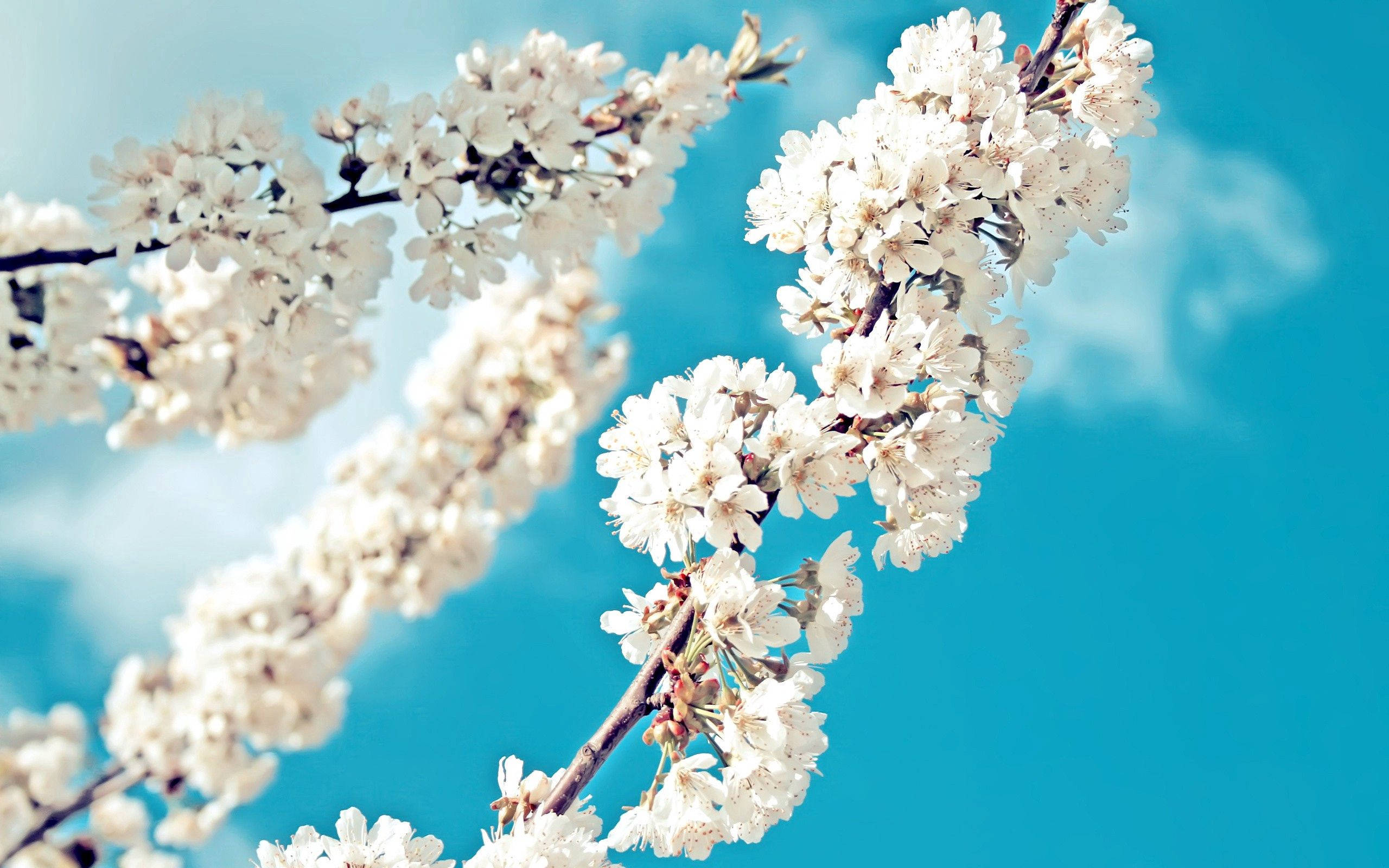 white cherry blossoms, dark branches, vibrant turquoise sky, 2K Desktop Wallpaper