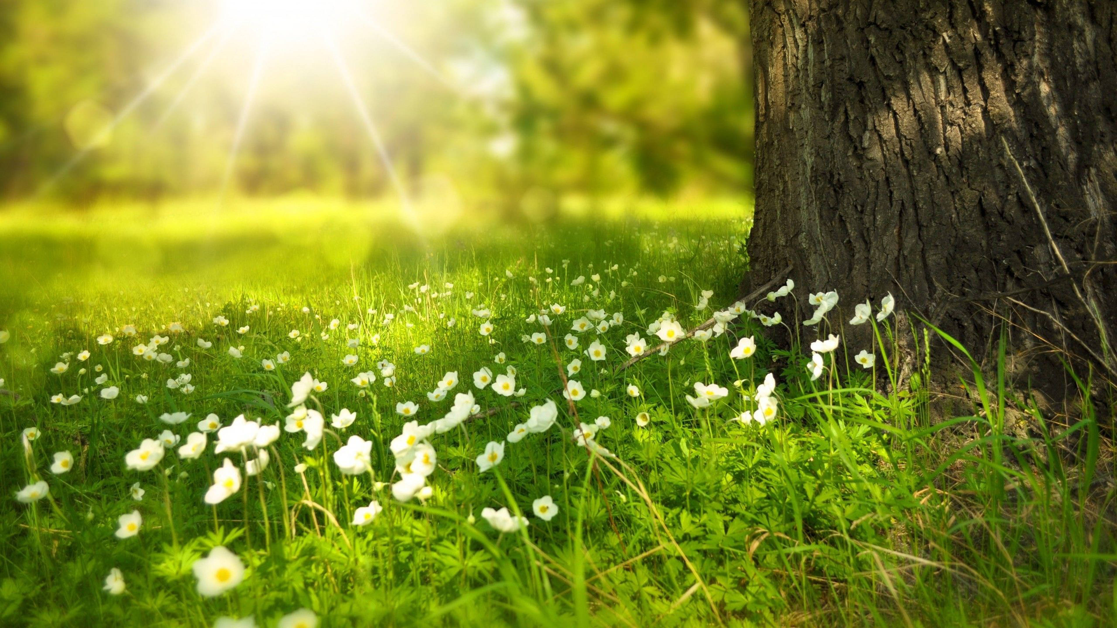 4K, Spring, sunlight beams, 4K Desktop Wallpaper