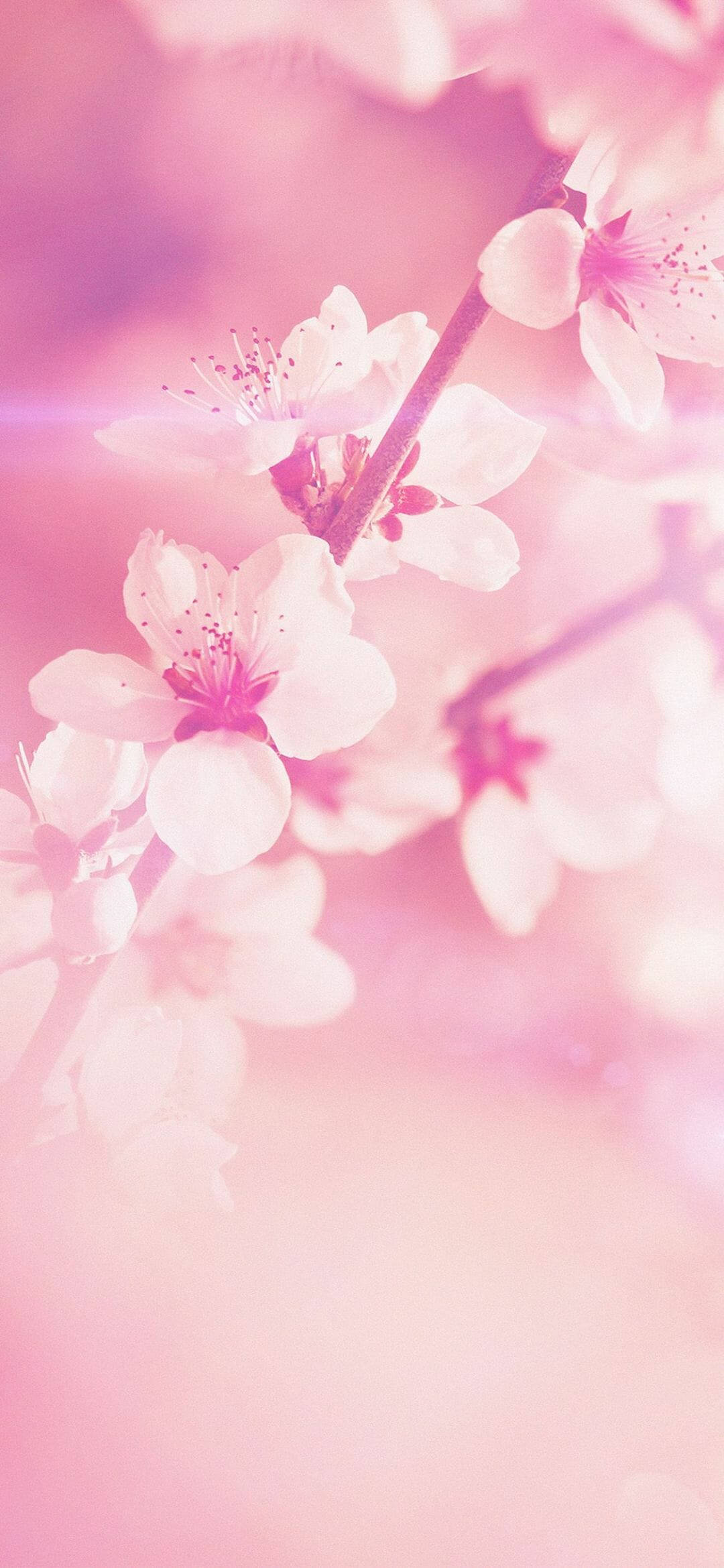 Spring Flower iPhone, soft pink cherry blossoms, slender branches, Full HD Phone Wallpaper