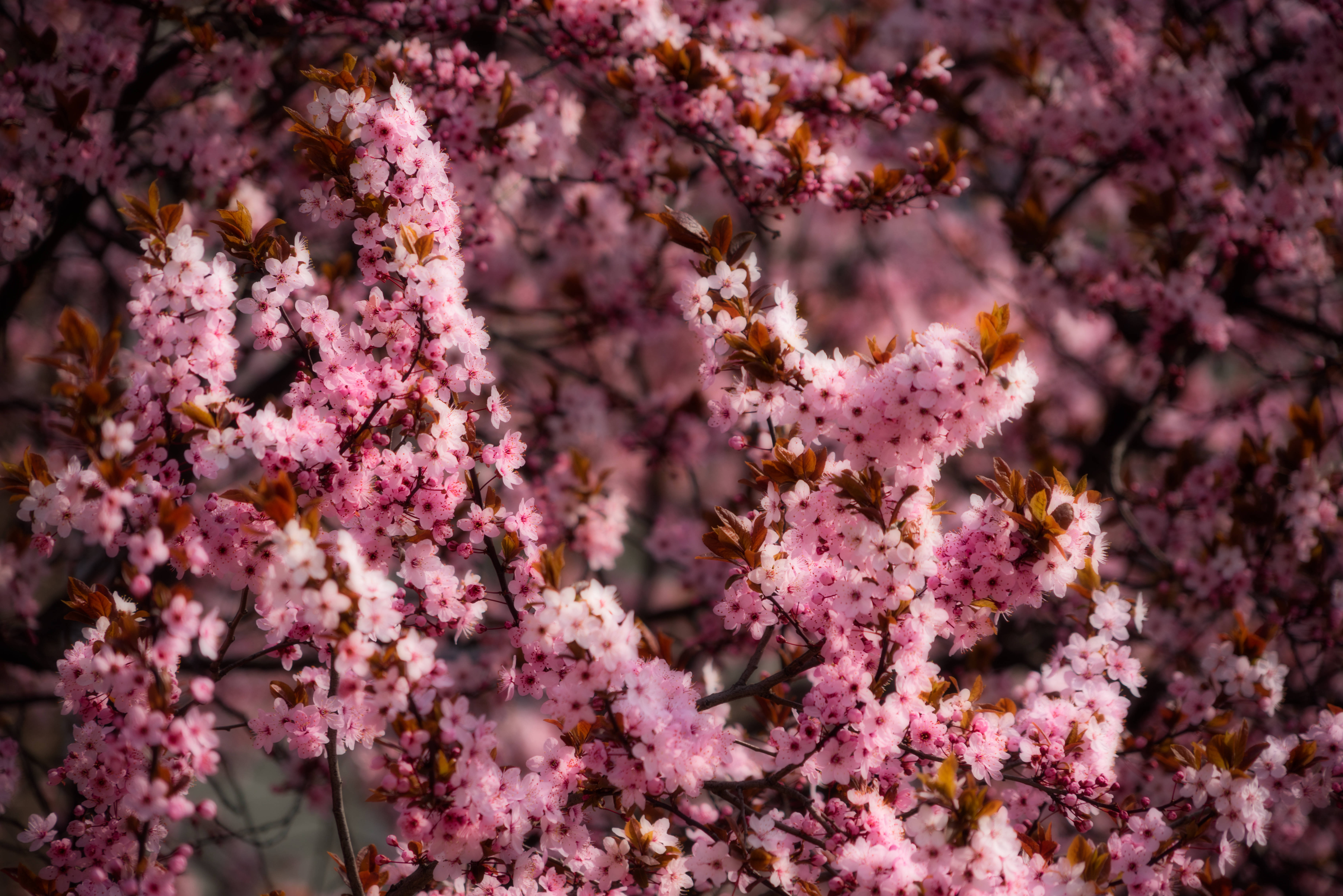 pink cherry blossom, spring, delicate pink cherry blossoms, 5K Desktop Wallpaper