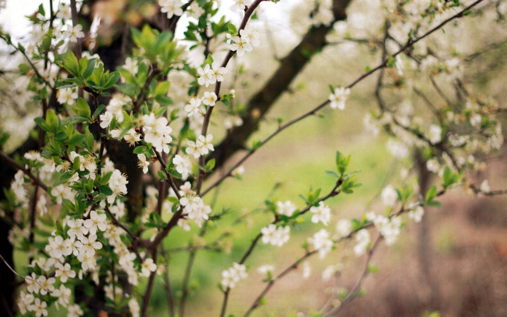 spring flowering trees, white blossoms, dark branches, HD Desktop Wallpaper
