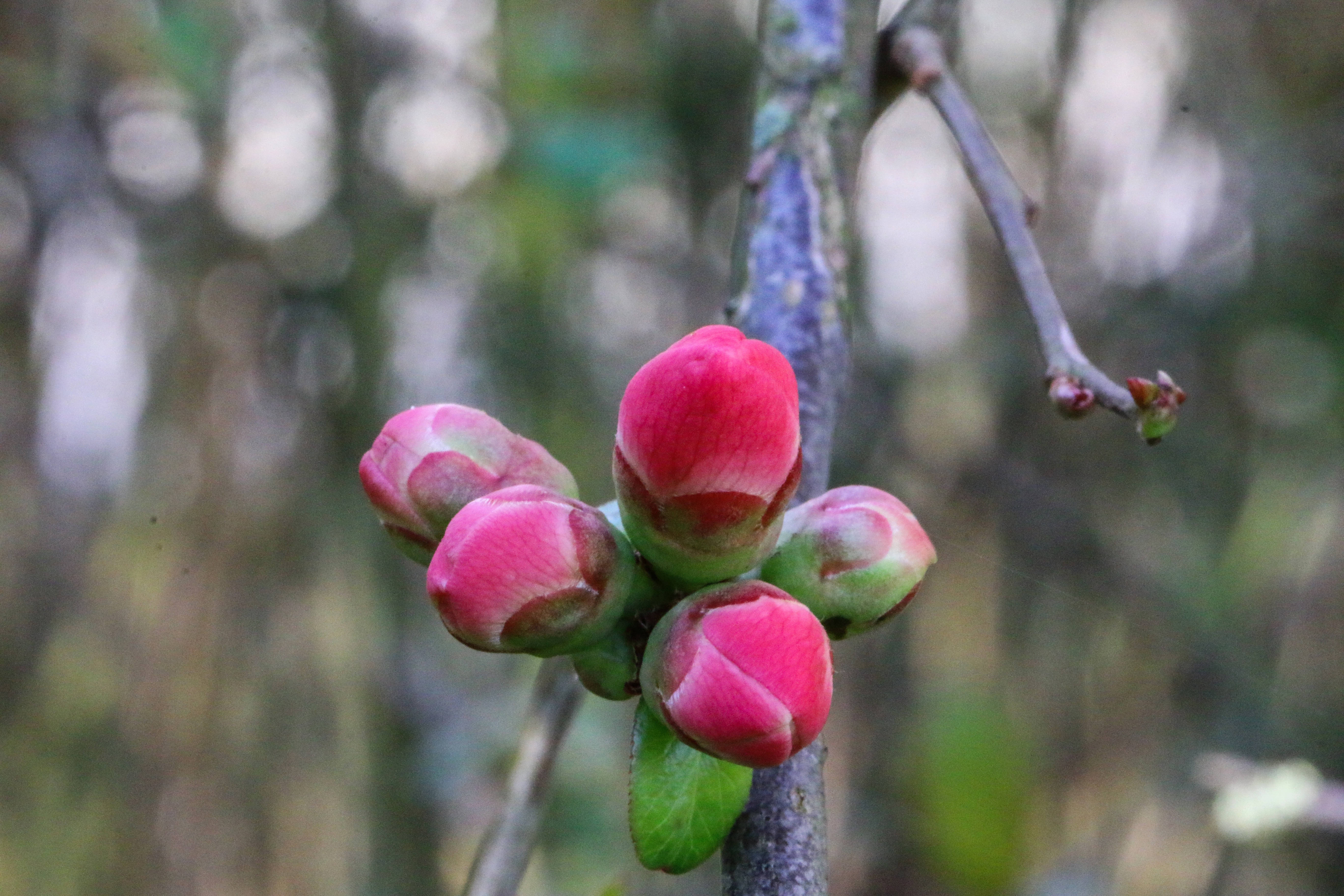 Spring, red flower buds, pink flower buds, 5K Desktop Wallpaper