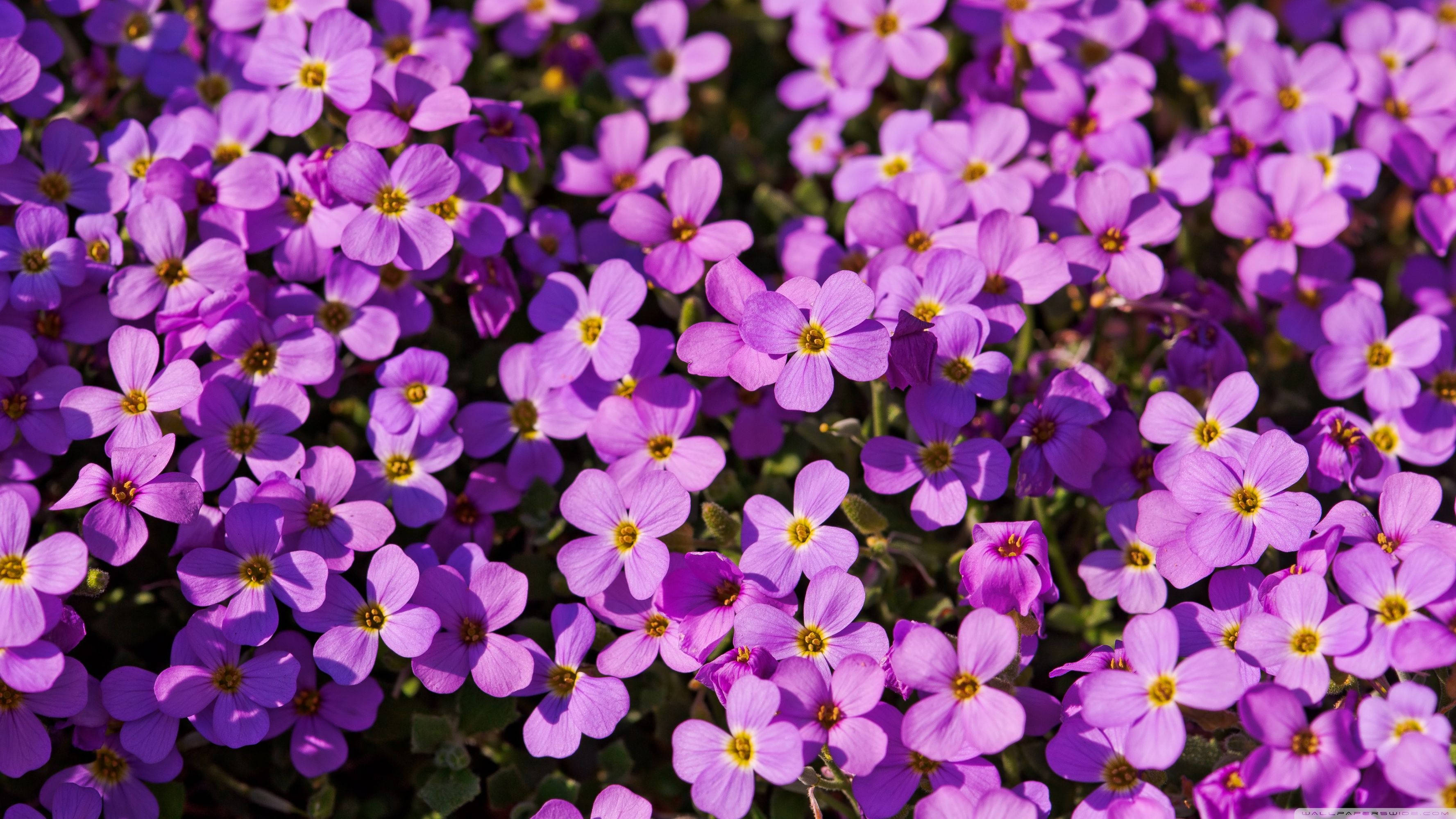 purple flower bush, vibrant purple flowers, yellow centers, 2K Desktop Wallpaper