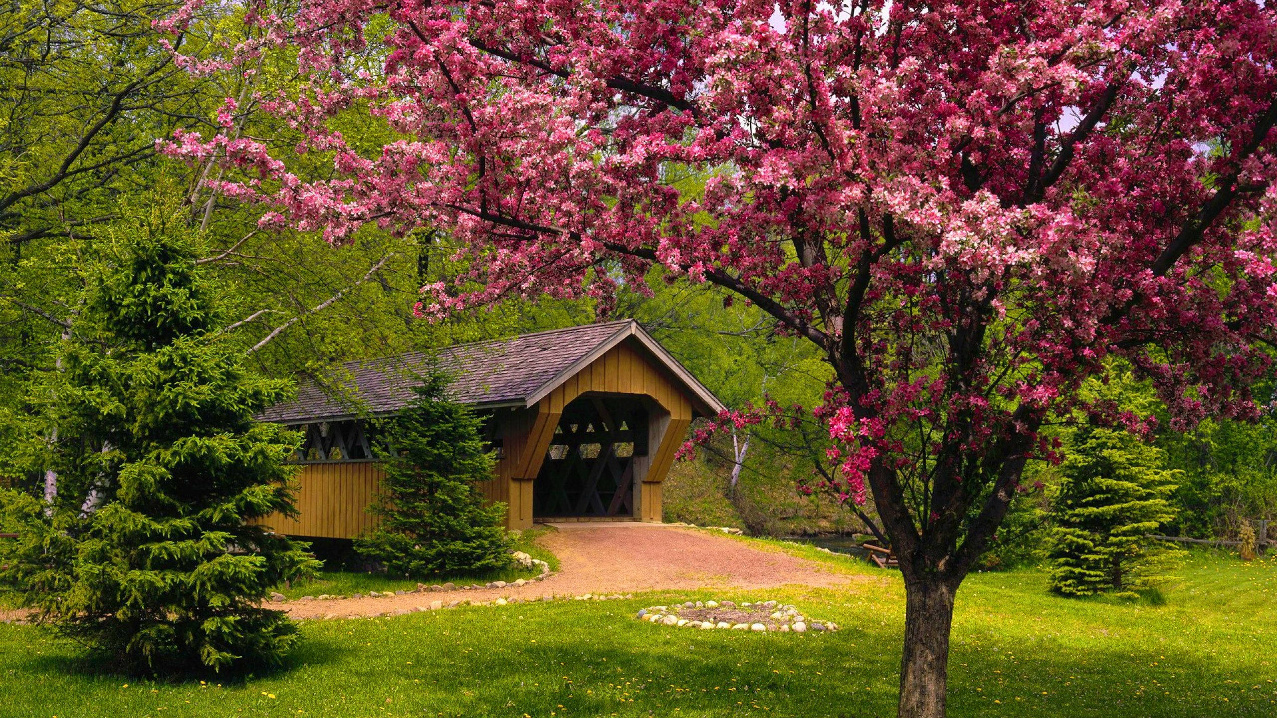Spring Season Bridge, wooden covered bridge, vibrant pink flowering tree, 2K Desktop Wallpaper