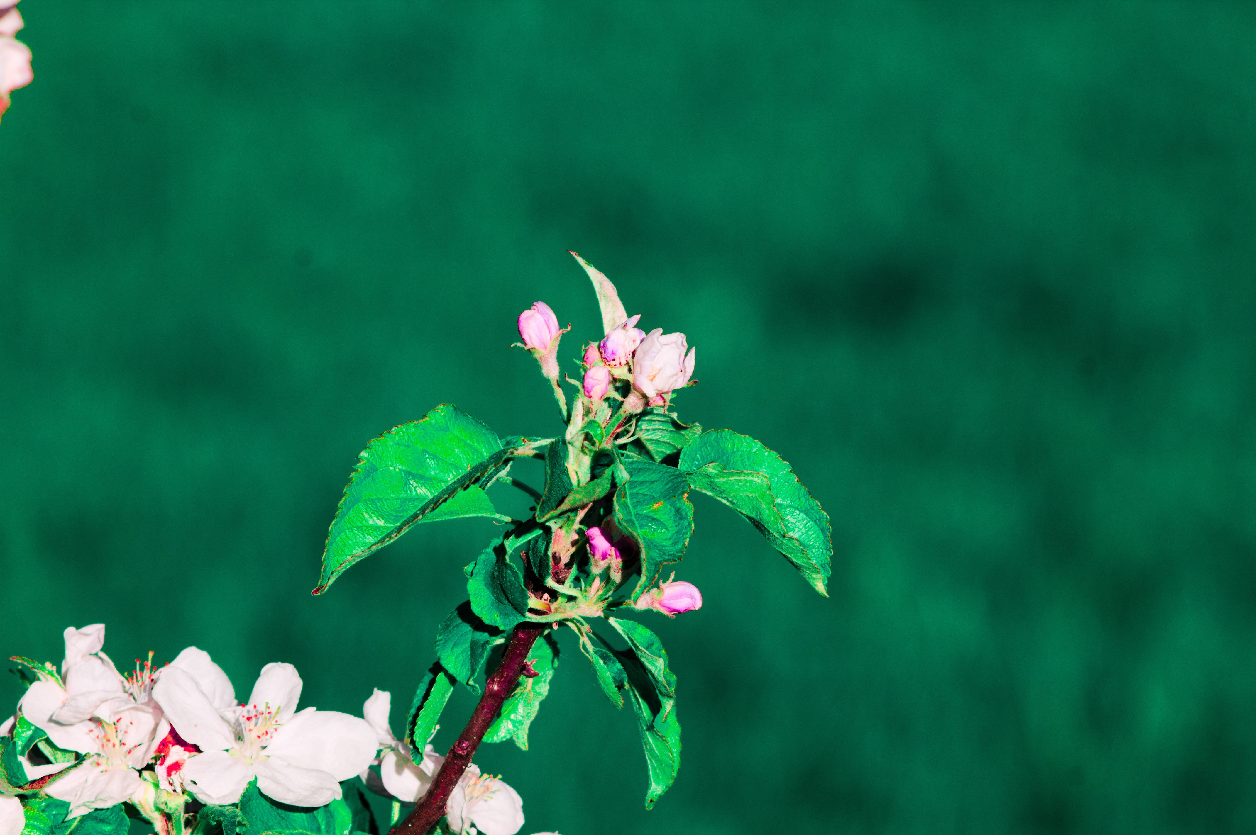 spring flower branch, pink and white blossoms, fresh green leaves, 4K Desktop Wallpaper