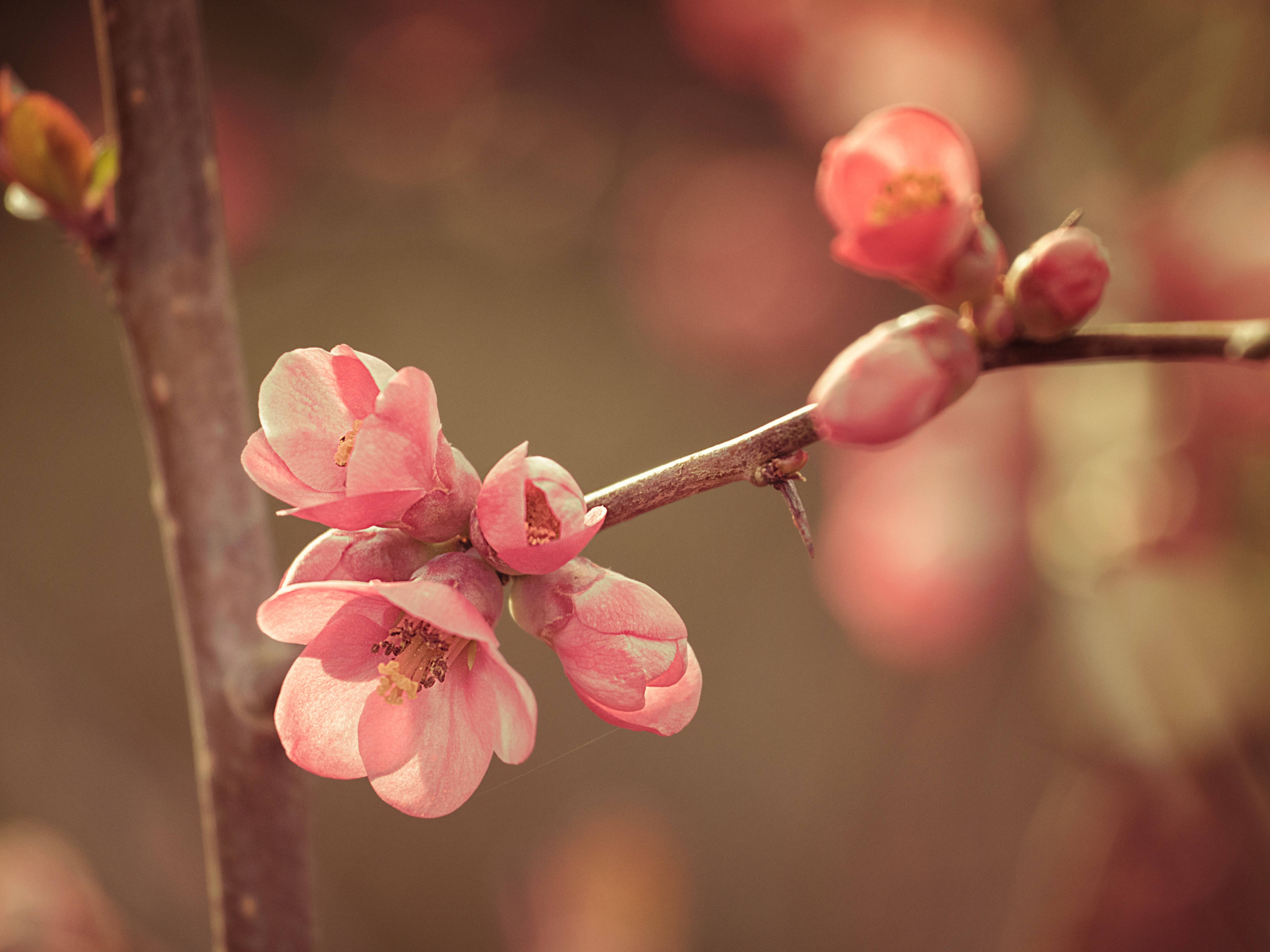 spring flower, soft pink blossoms, slender branch, 4K Desktop Wallpaper