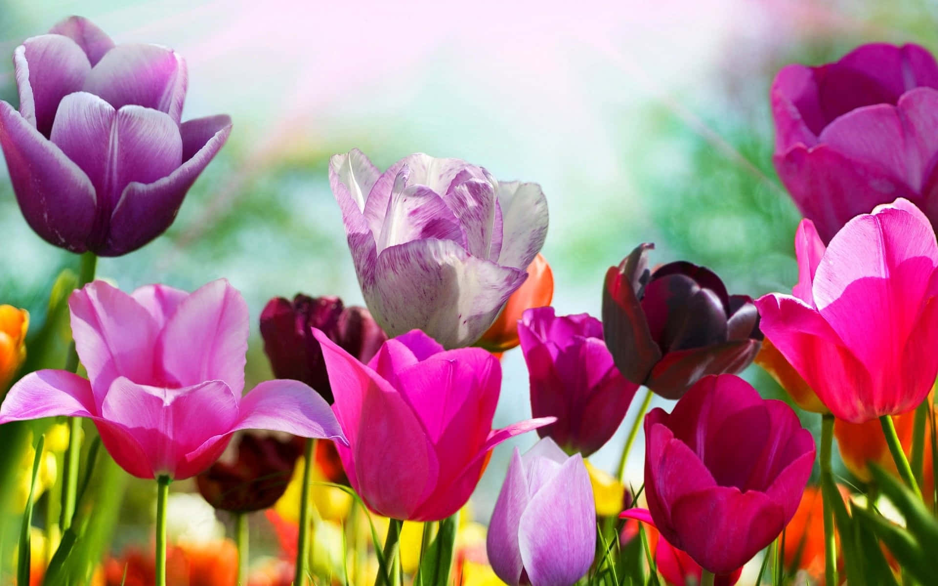vibrant springtime tulips, shades of pink purple and white, soft sunlight, Full HD Desktop Wallpaper