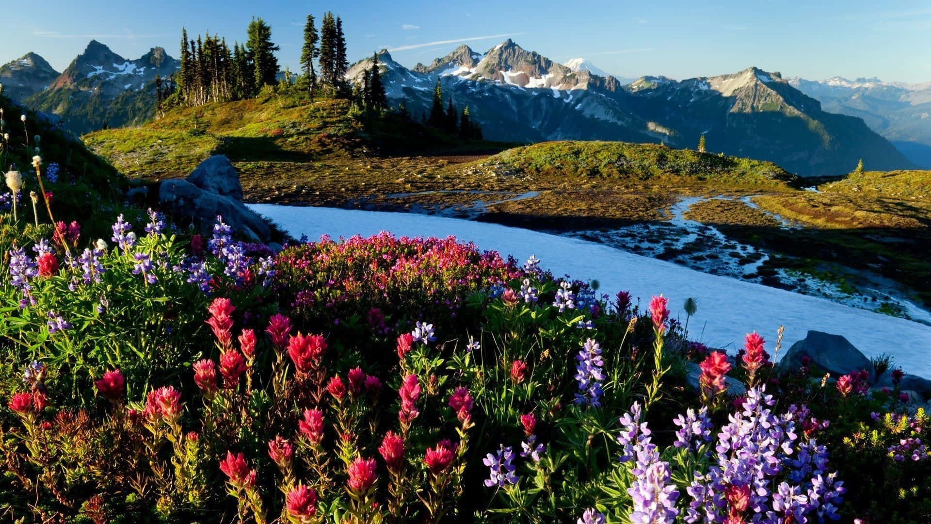 springtime, mountain meadow, bloom, Full HD Desktop Wallpaper